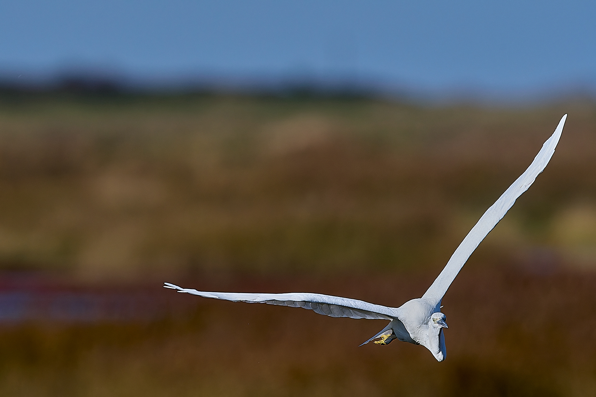 Little Egret (Egretta garzetta)