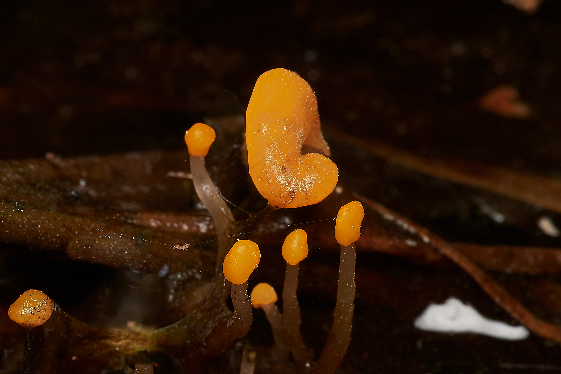 Bog Beacon (mitrula padulosa)