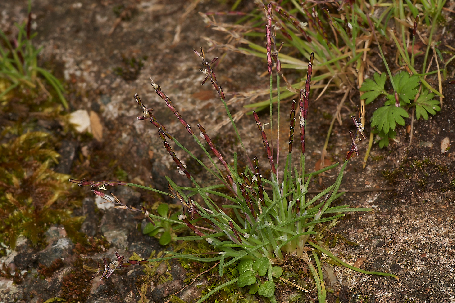 Early Sand Grass (Mibora minima)