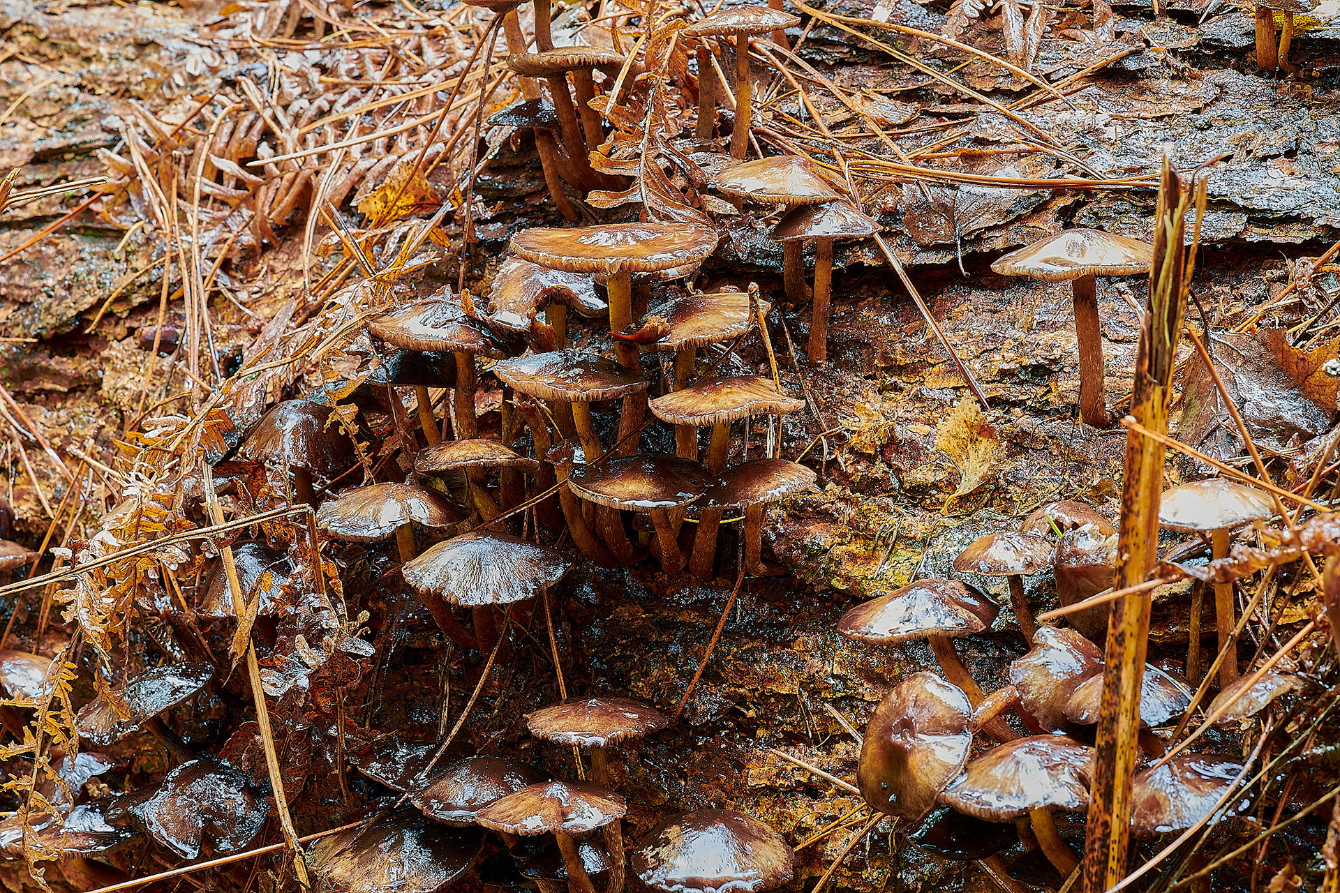 Confier Tuft (Hypholoma capnoides)