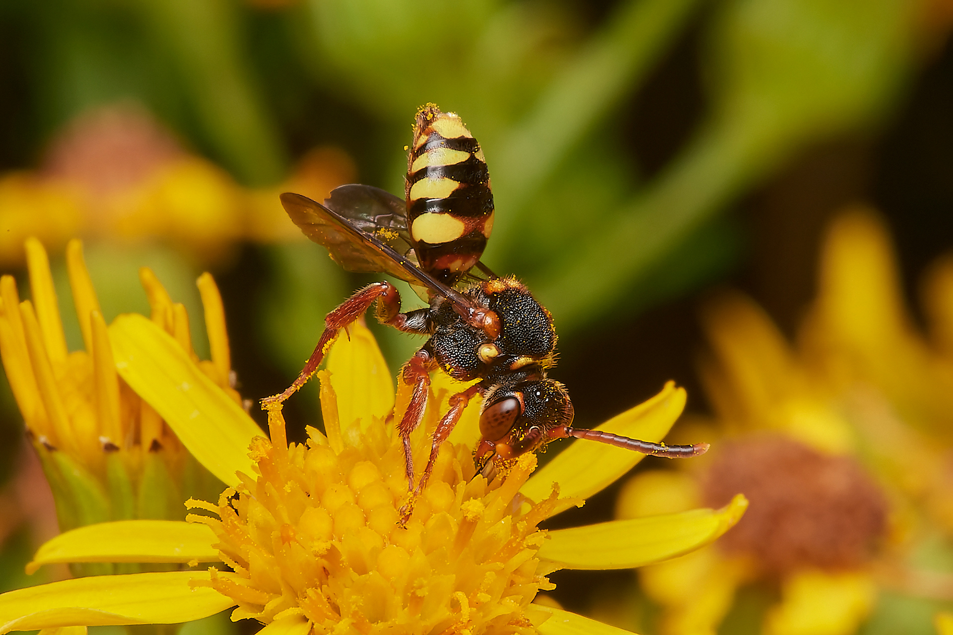Variable Nomad Bee ♀︎(Nomada zonata) Santon Downham