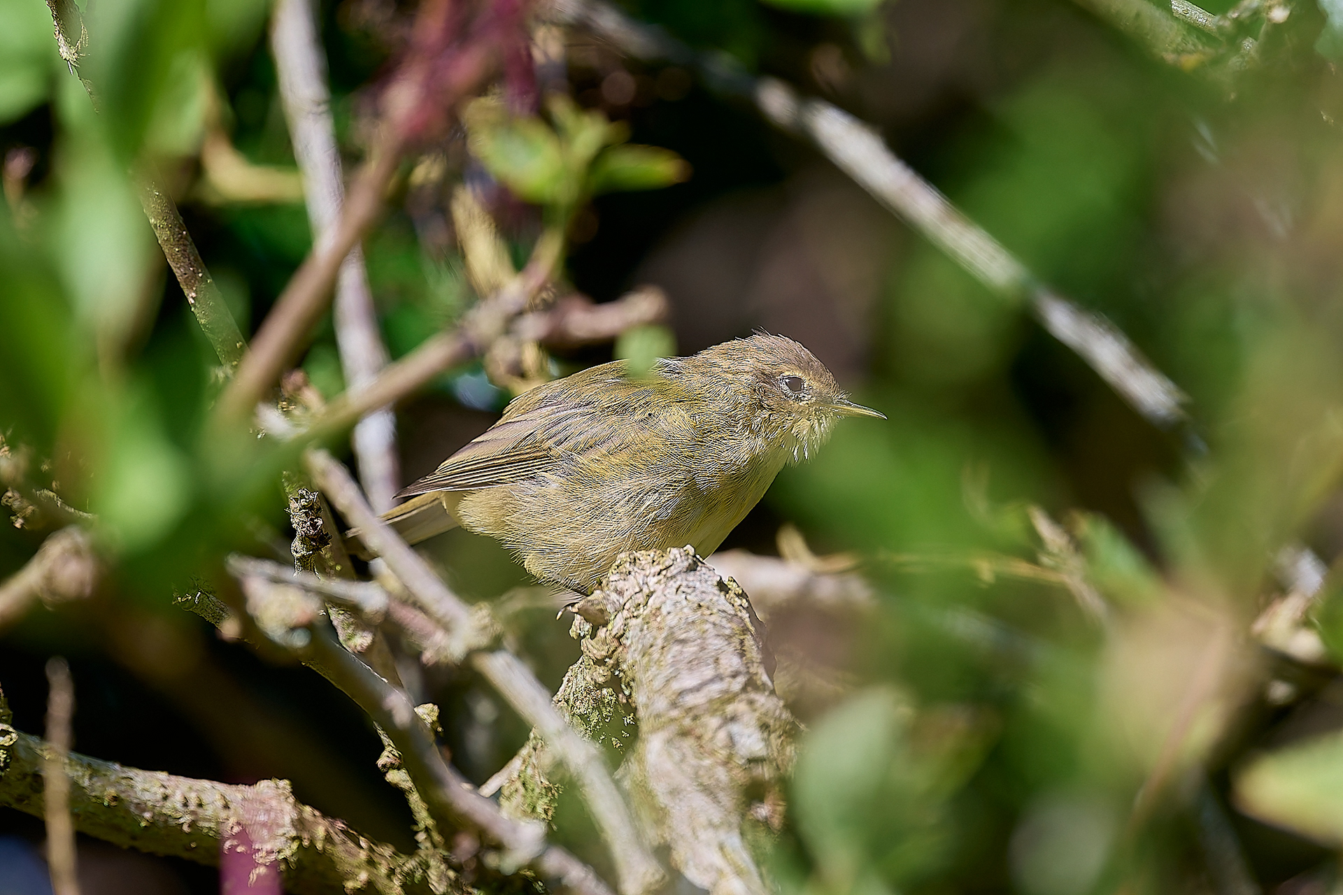 Chiffchaff (Phylloscopus collybita)