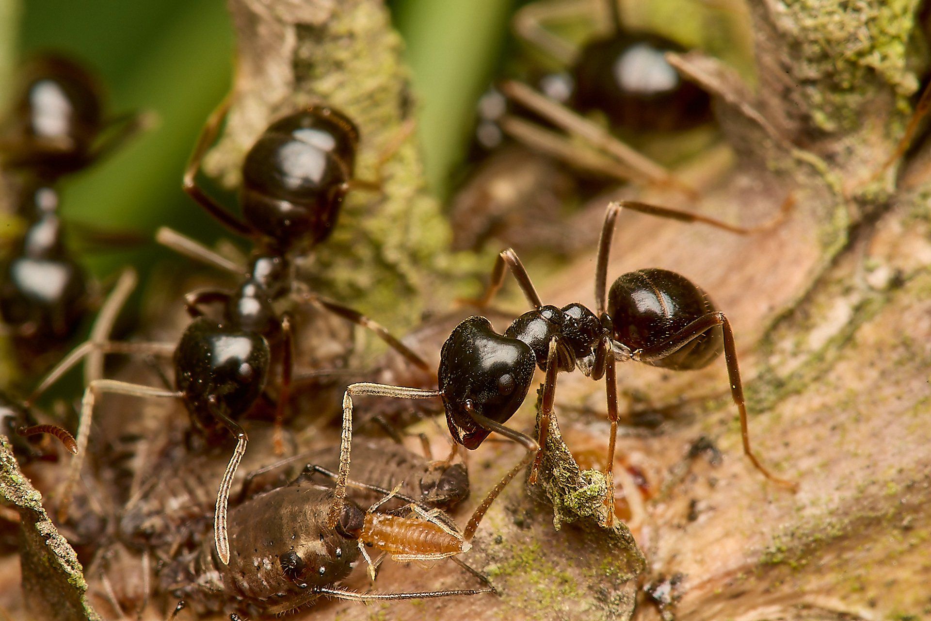 Jet Ant (Lasius faluginosus) & the Aphid (Cinara acutirostris)
