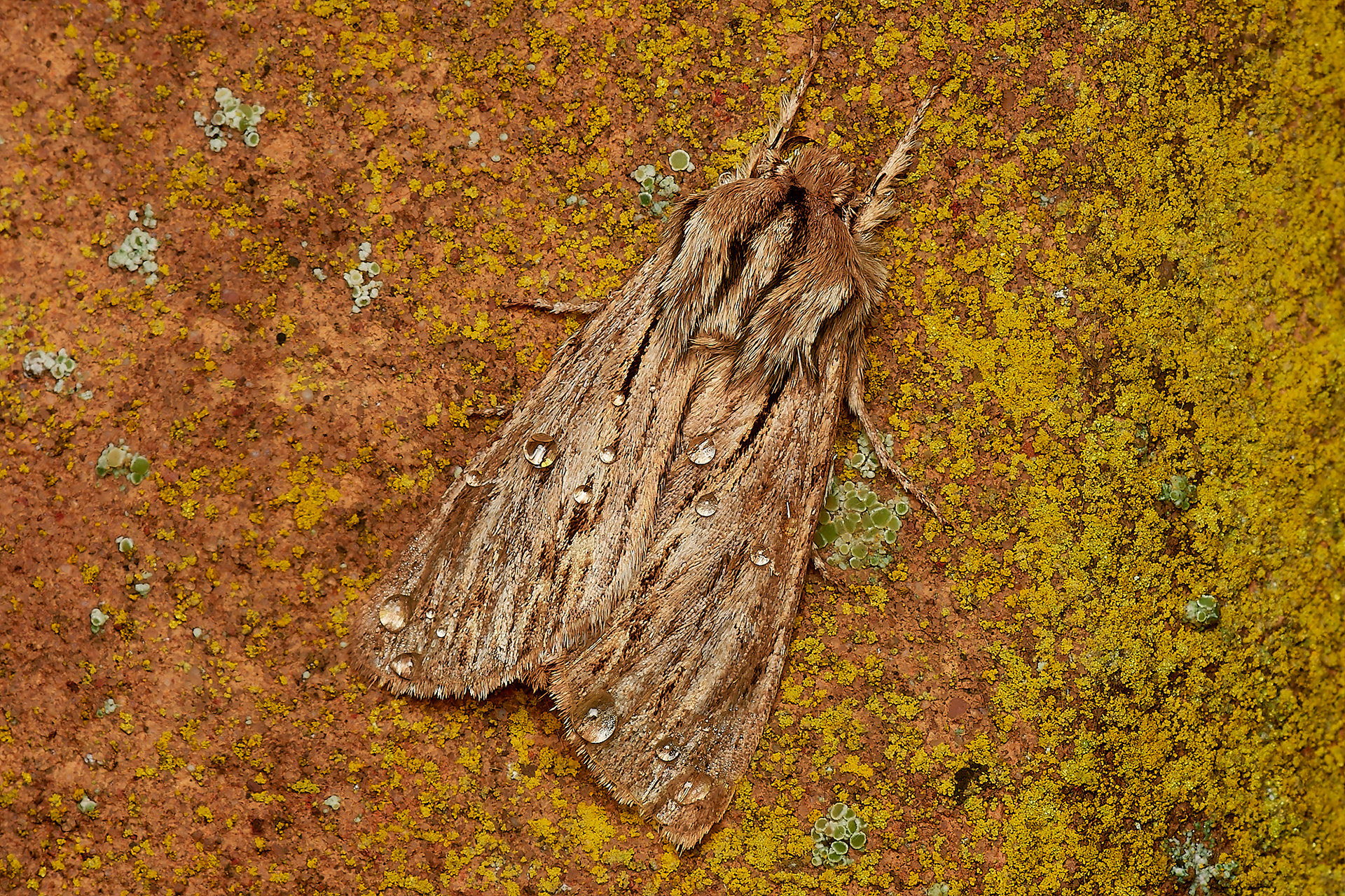 The Sprawler (Asteroscopus sphinx) Holkham Park