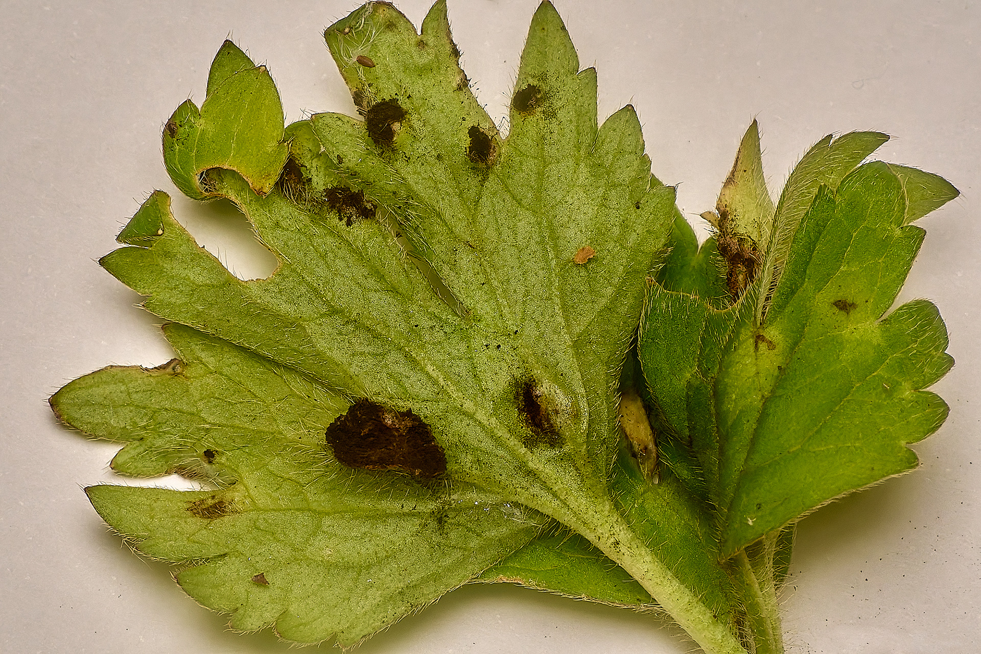 Rust on Creeping Buttercup (Urocystis ranunculi)