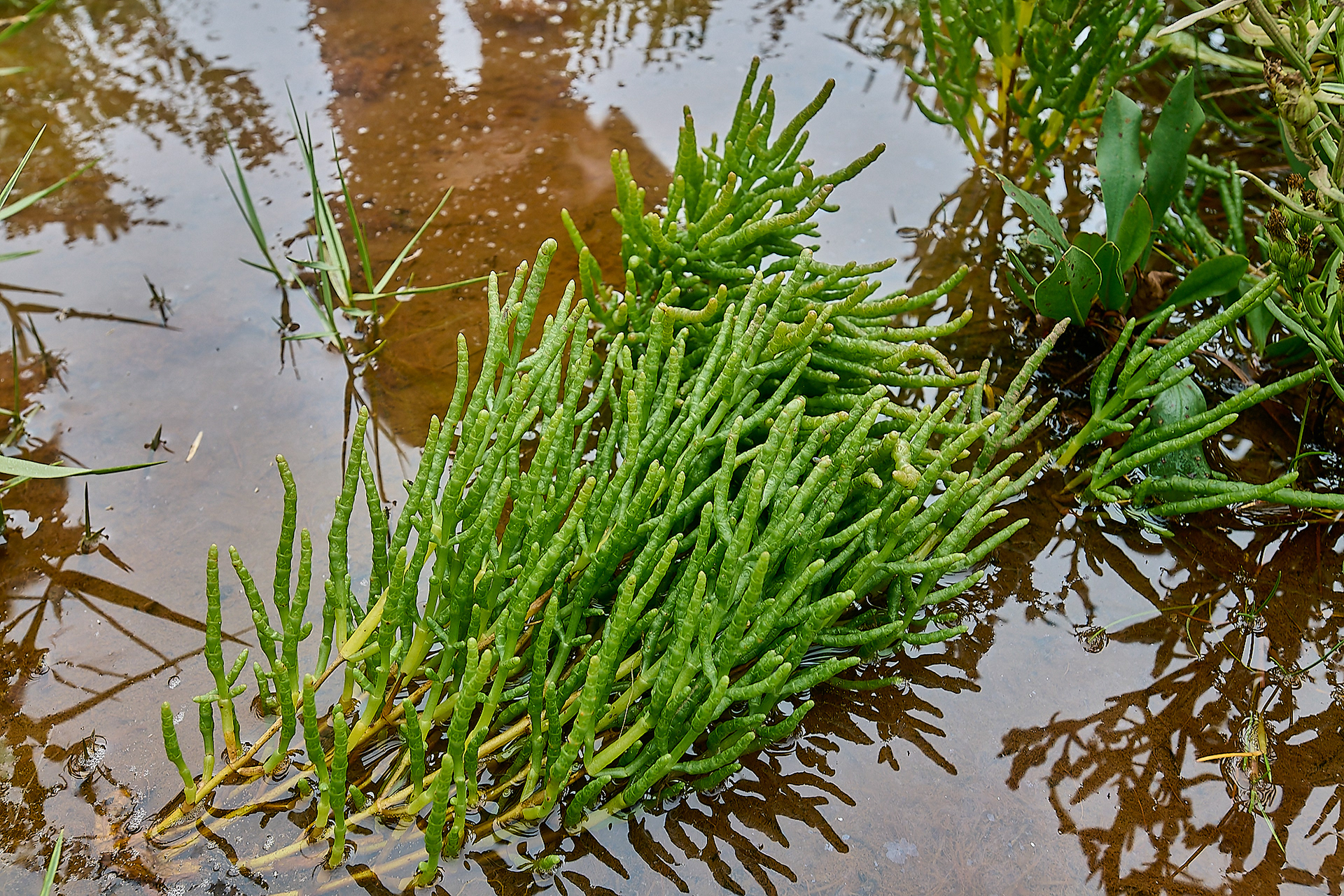 Salicornia Sp?