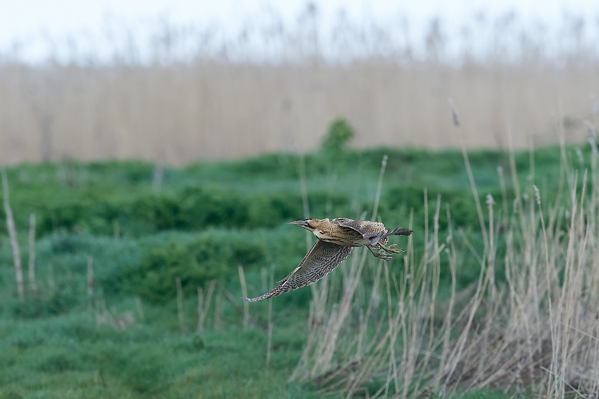 Bittern ♂︎ (Botaurus stellaris) Cley