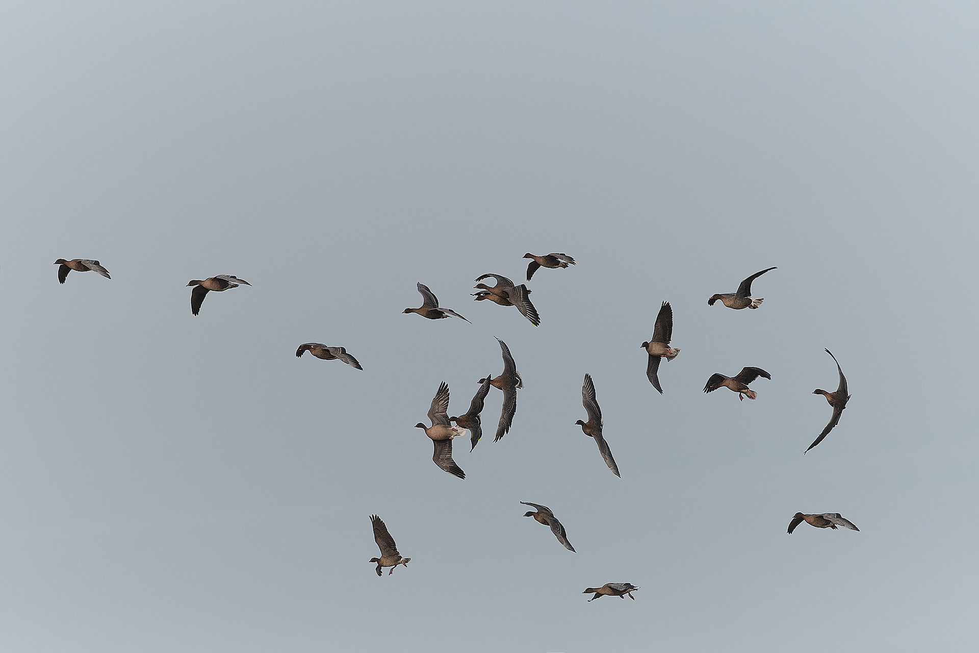 Pinkfeet (Anser brachyrhynuchus) winnowing