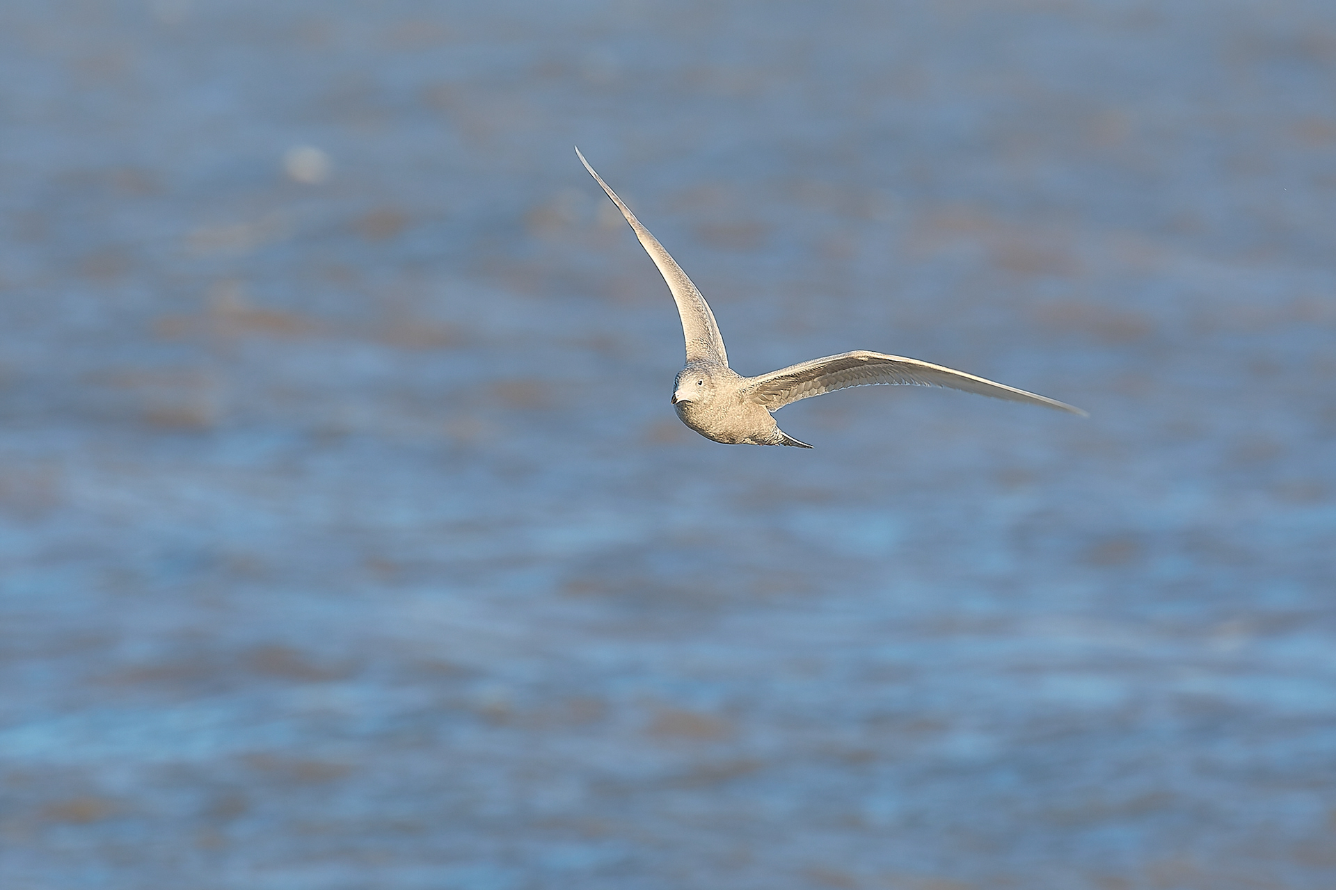Glaucous Gull