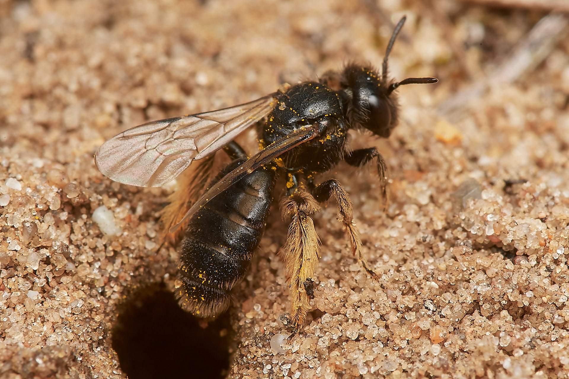 Small Shaggy Bee ♀︎ (Panurgus calcuratus) Santon Downham