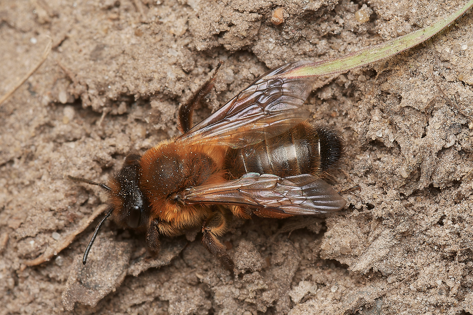 Buffish Mining Bee ♀︎(Andrena nigroaenea) Hanworth 04/23