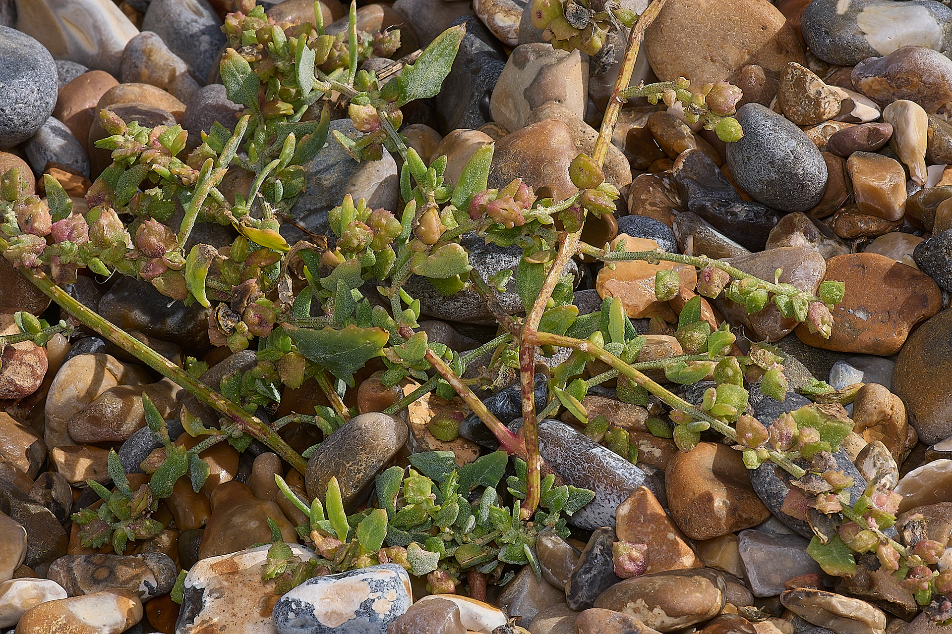 Frosted Orache (Atriplex laciniata)