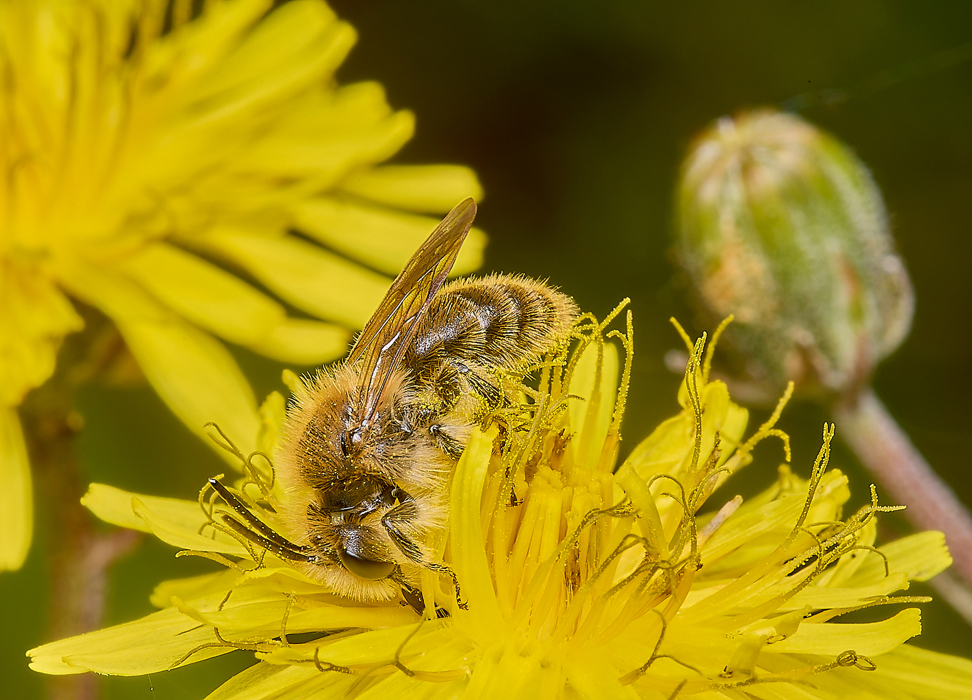 Catsear Mining Bee (Andrena humilis) ♂︎