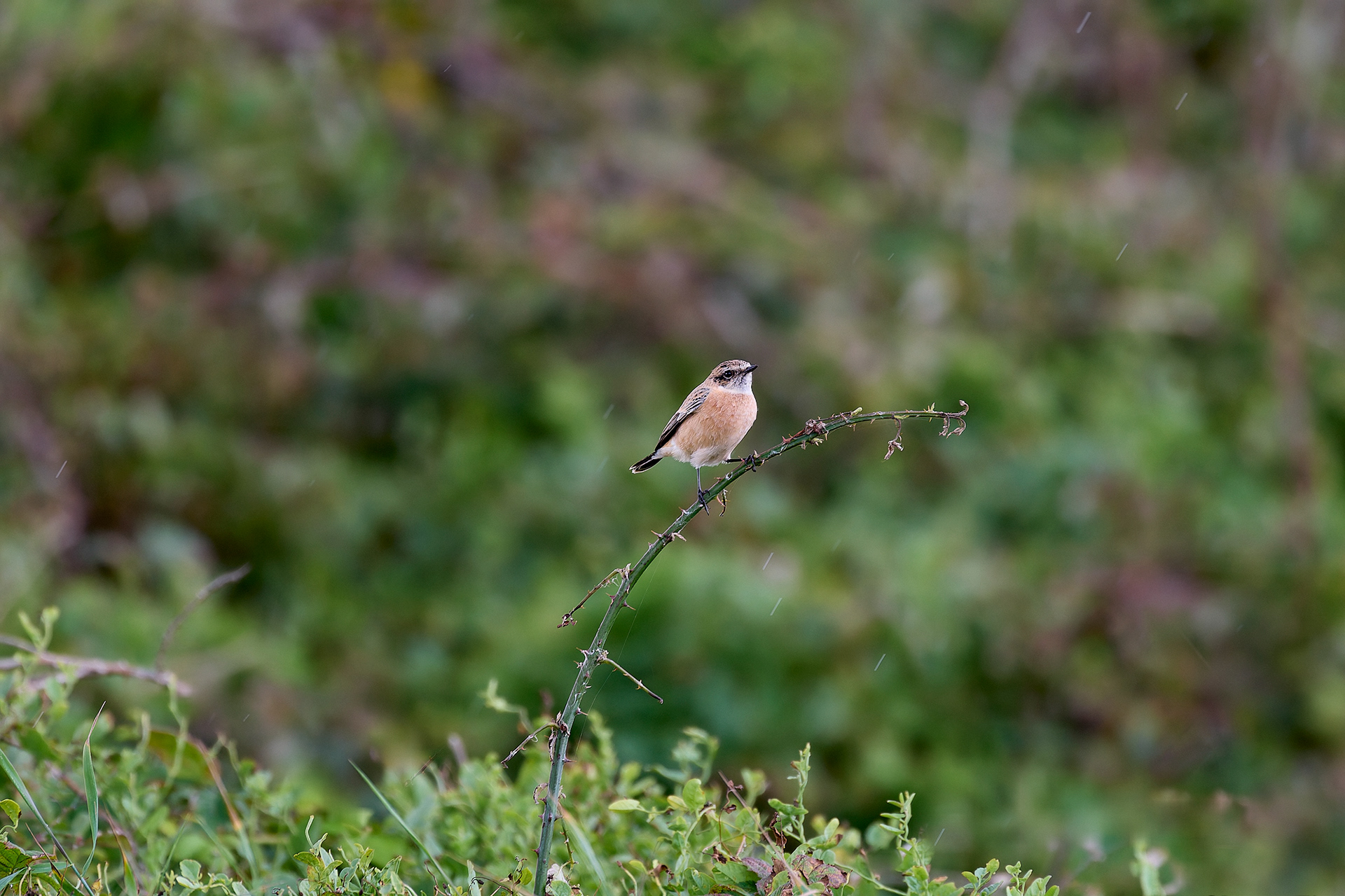 Eastern Stonechat Sp