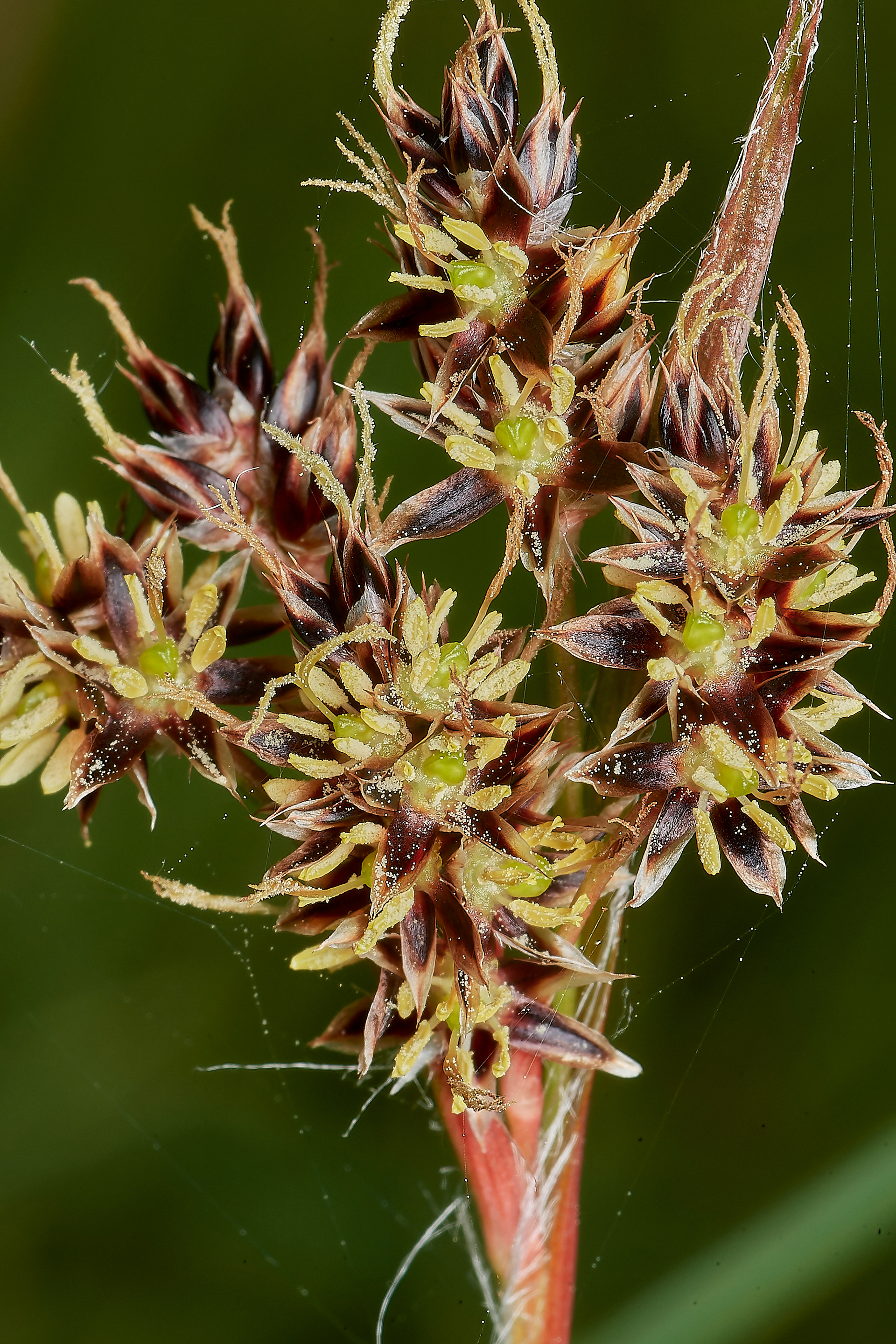Field Wood Rush (Luzula campestris) Kelling Heath