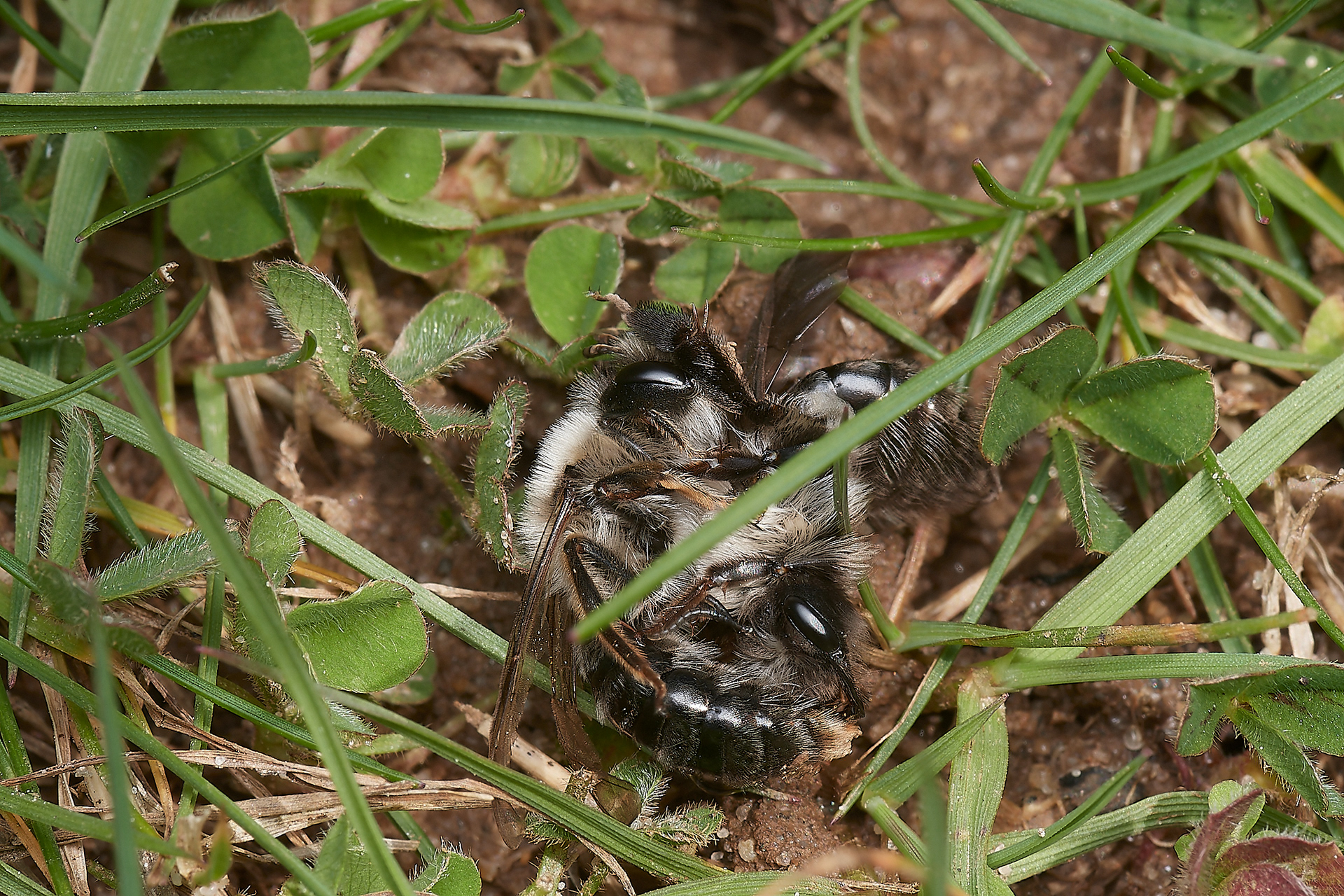 Grey-backed Mining Bee ♂︎&♀︎(Andrena vaga) Brundall 04/23