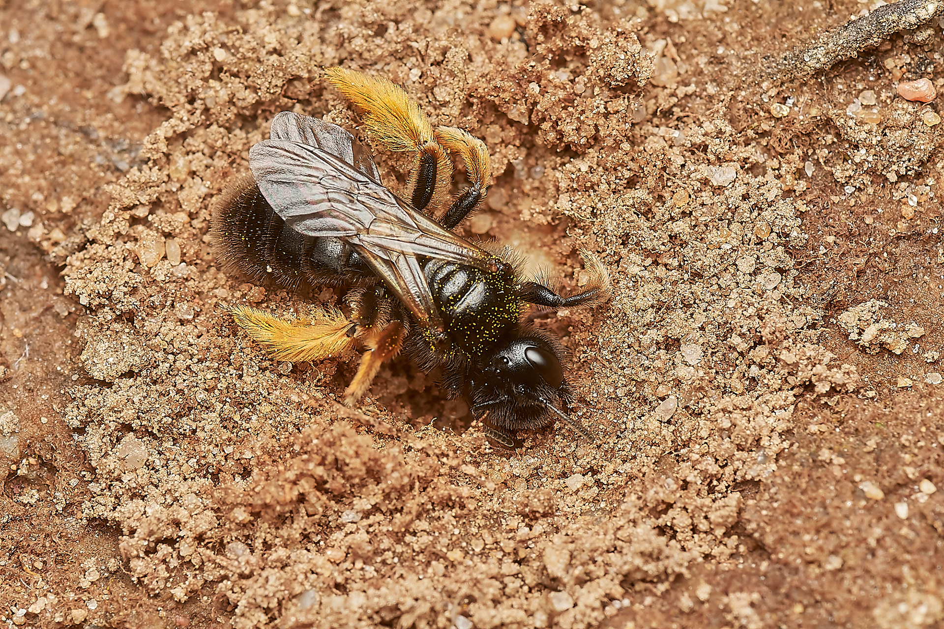 Big Shaggy Bee ♀︎ (Panurgus banksianus) Nest propecting Kellling Heath