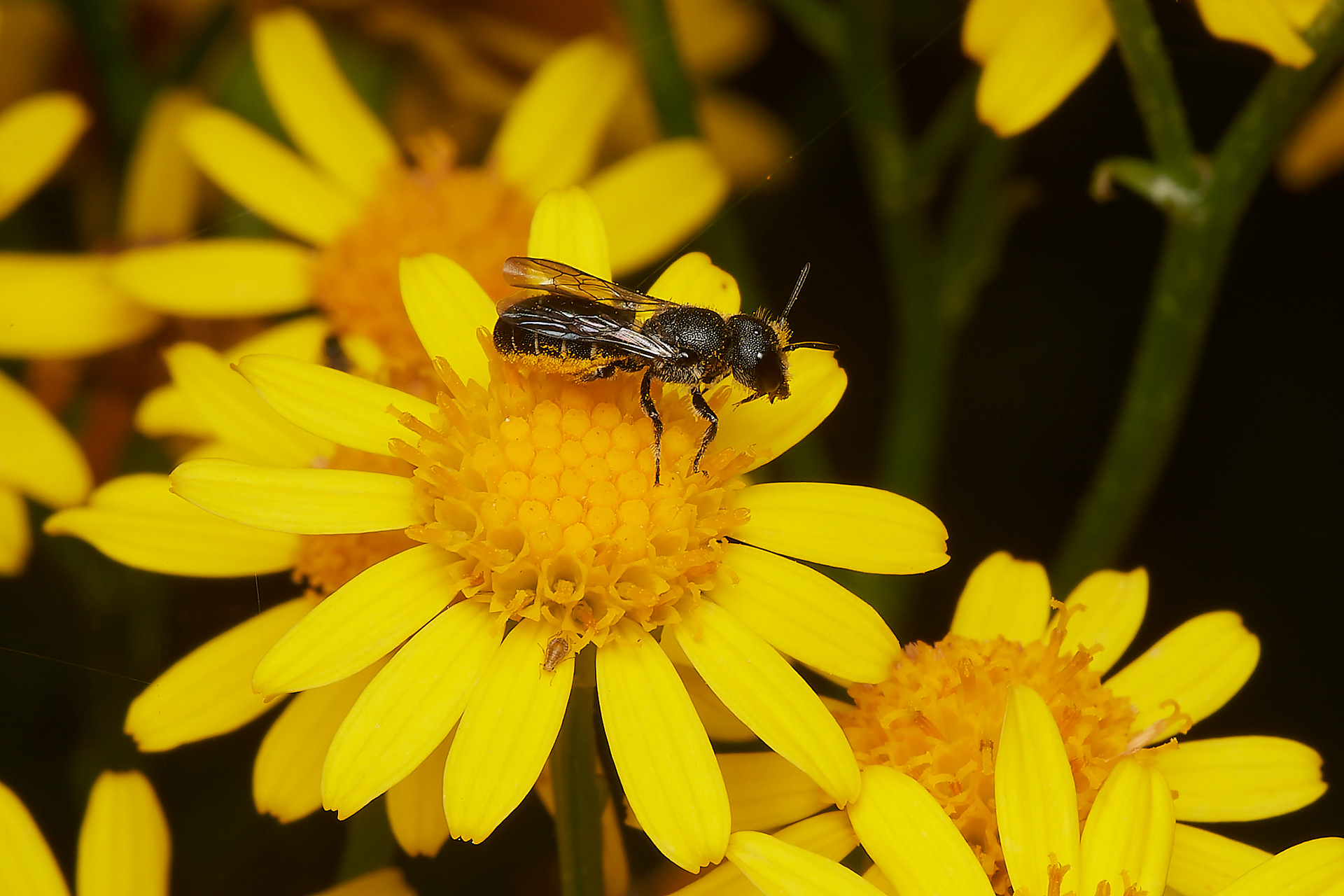 Large-headed Resin Bee ♂︎(Heriades truncorum) A Norwich garden