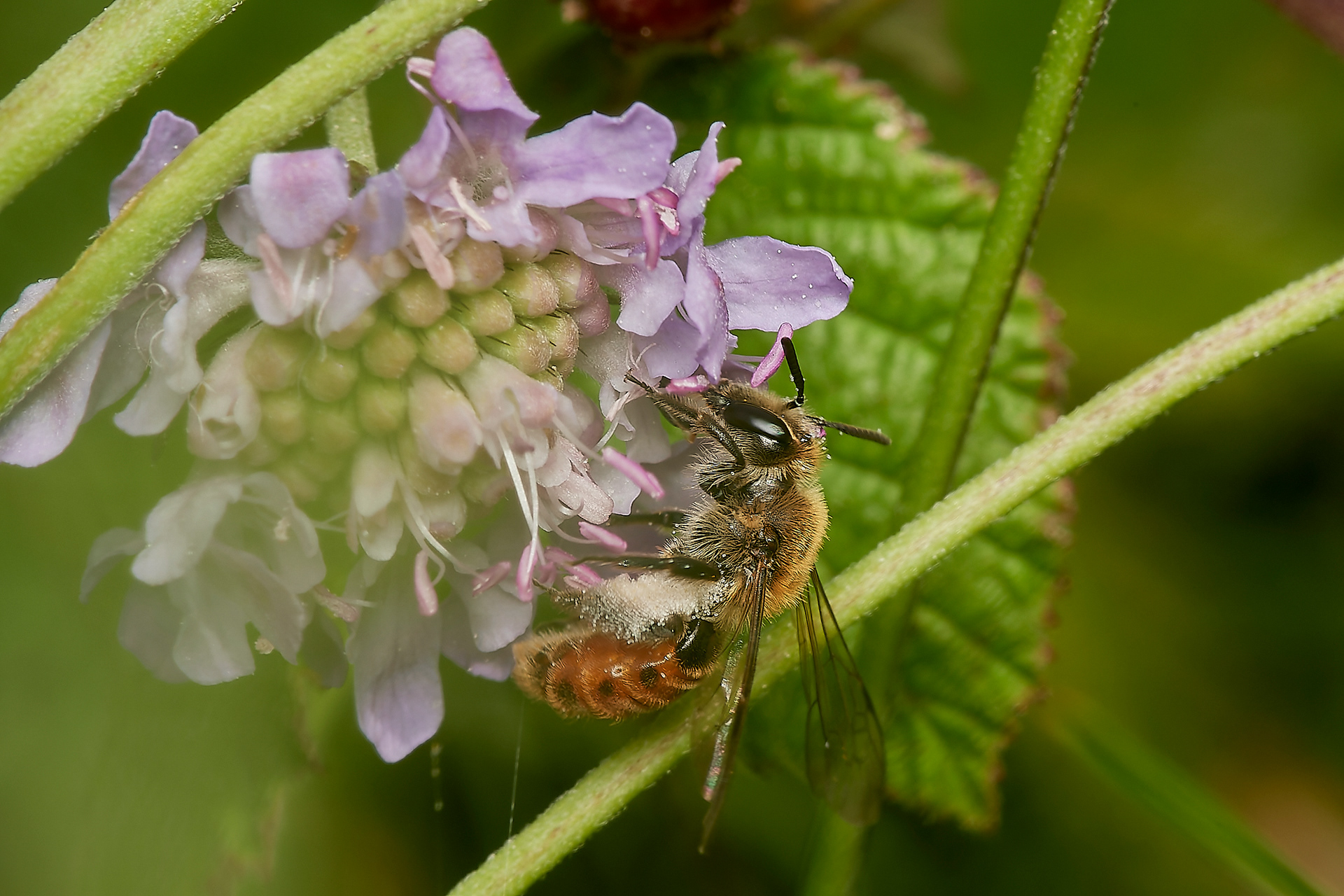 Small Scabious Mining Bee (Andrena marginata) Cranwich Heath