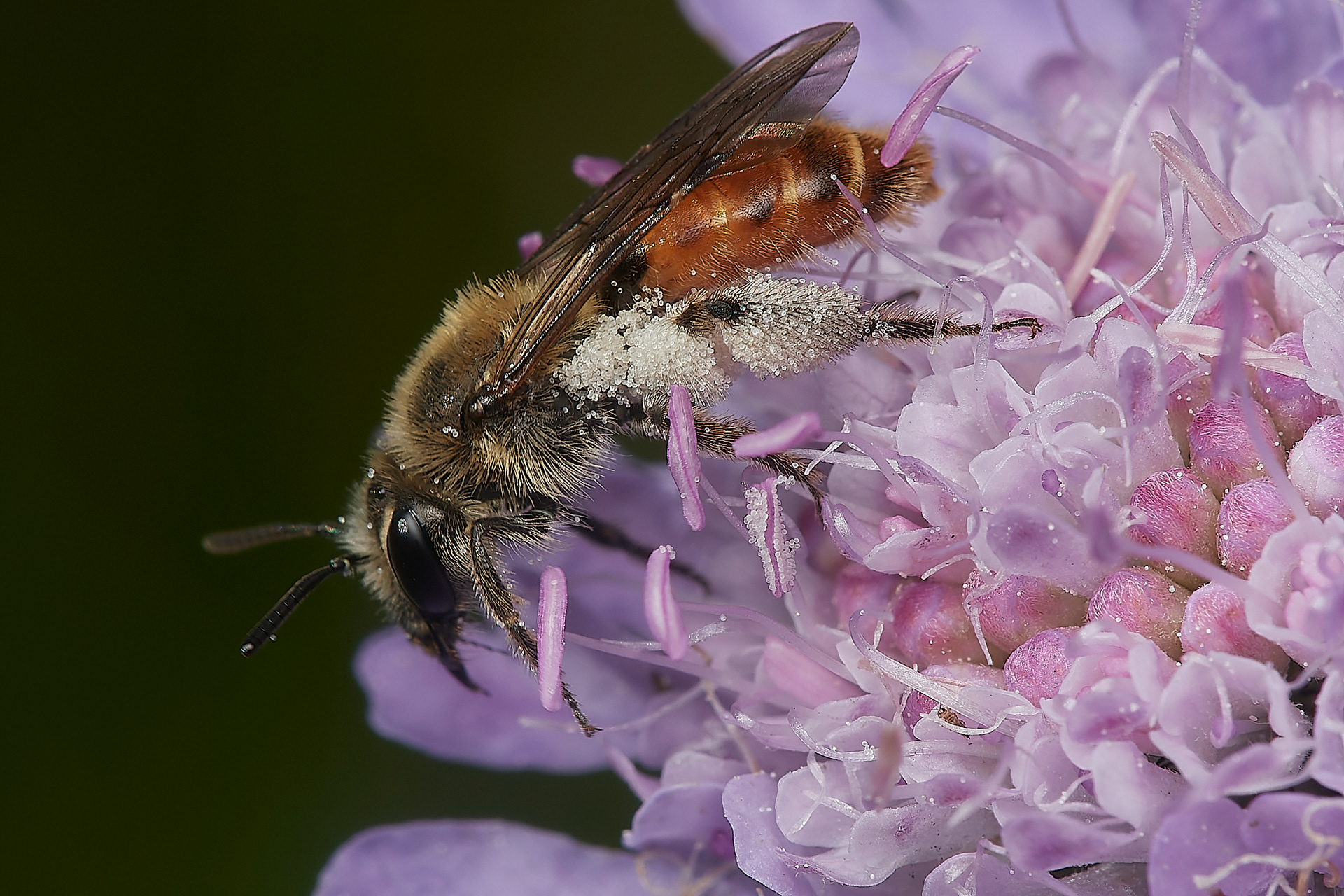 Small Scabious Mining Bee (Andrena marginata) Cranwich Heath