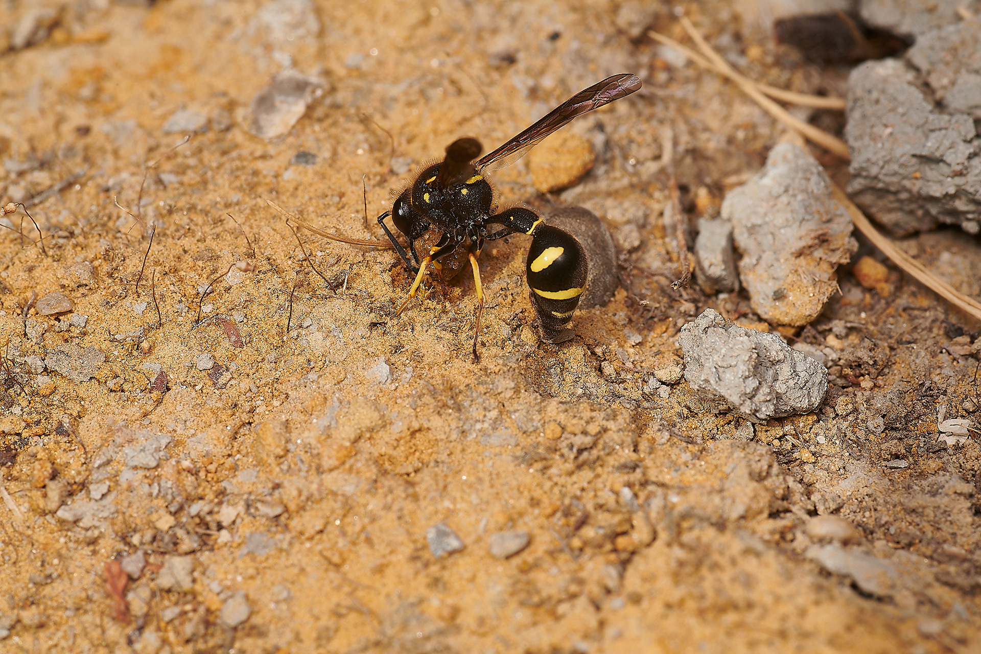 Heath Potter Wasp (Eumenes coarctatus) Bovey Tracey