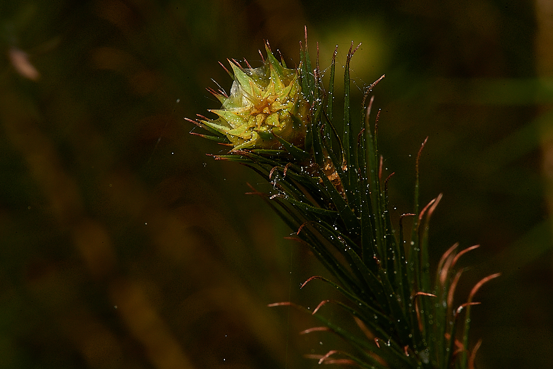 Common Haircap (Polytrichum commune) Male plant
