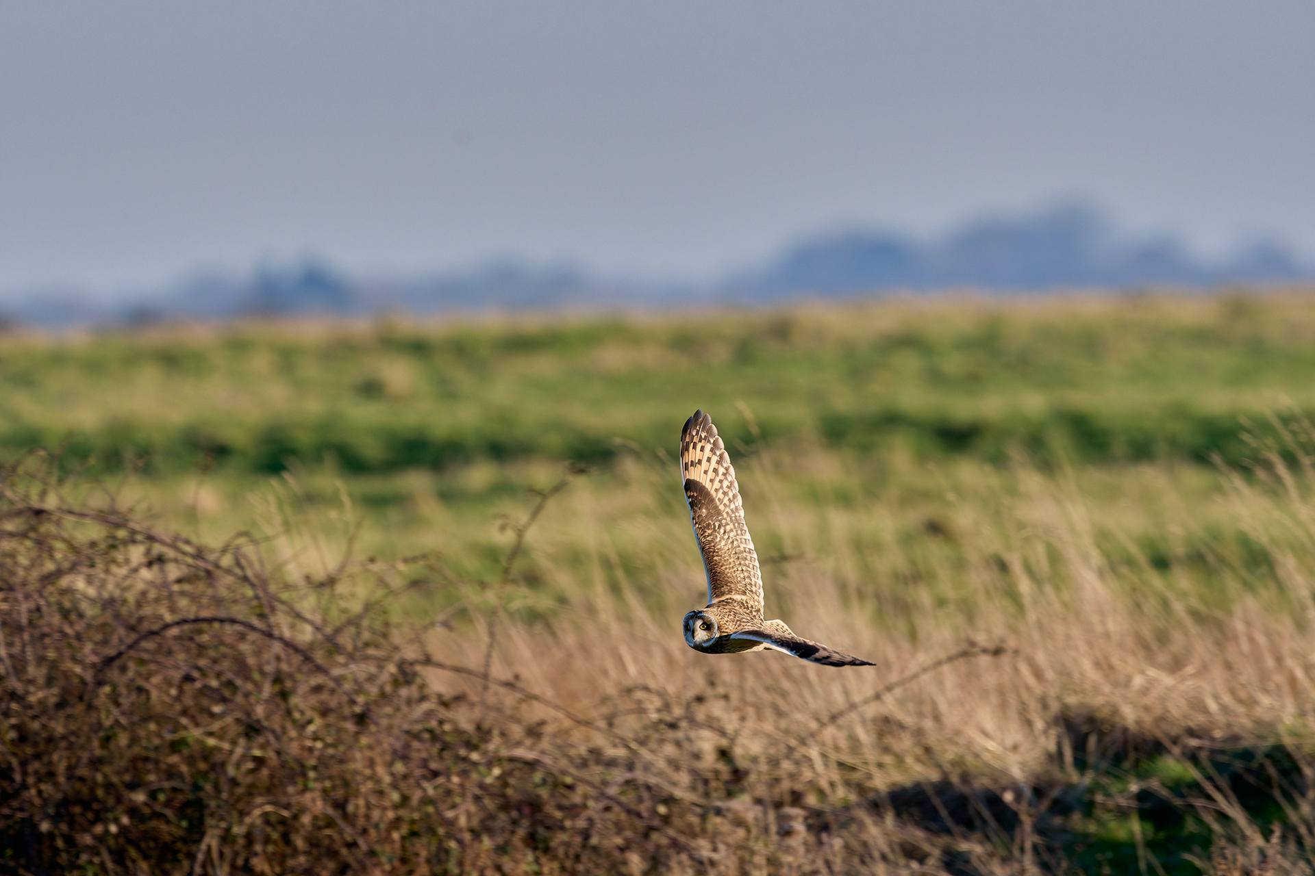 Short-eared Owl