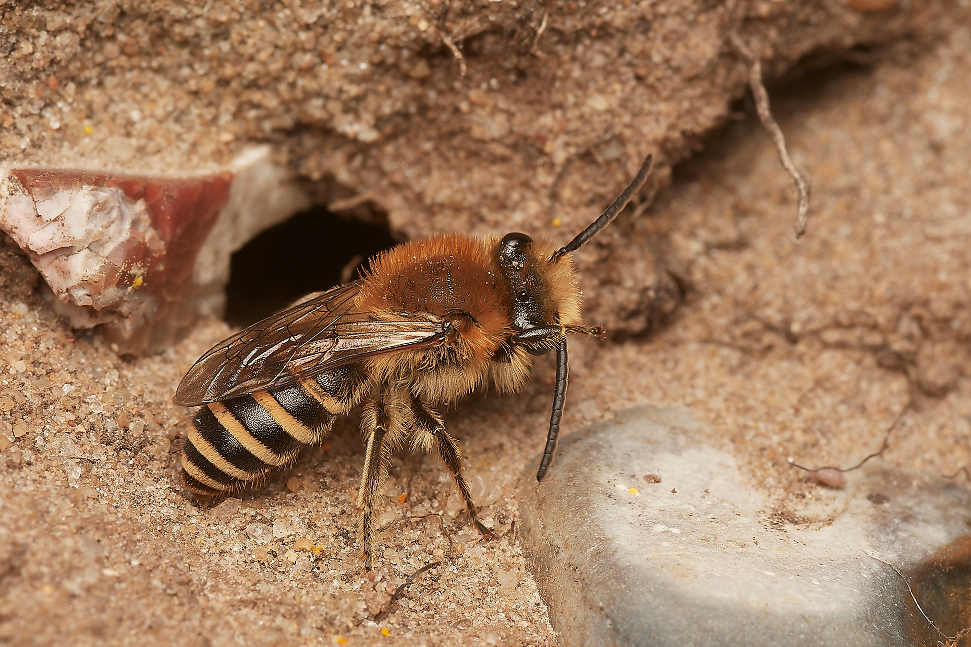 Sea Aster Mining Bees (Colletes halophilus) Gramborough Hill
