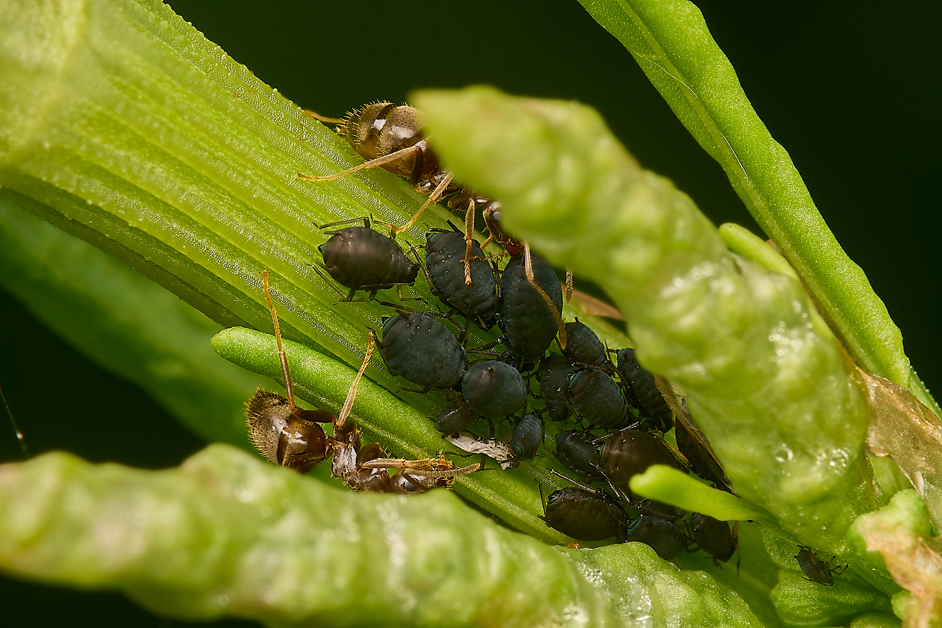 Ant Sp + Aphid Sp?