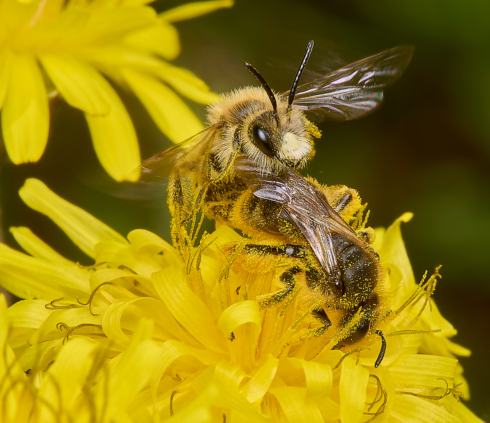 Catsear Mining Bee (Andrena humilis)♀︎&♂︎
