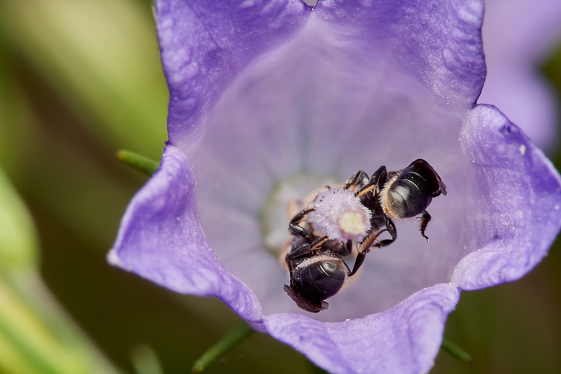 Small Scissor Bee ♀︎(Chelostoma campanularum) Hanworth