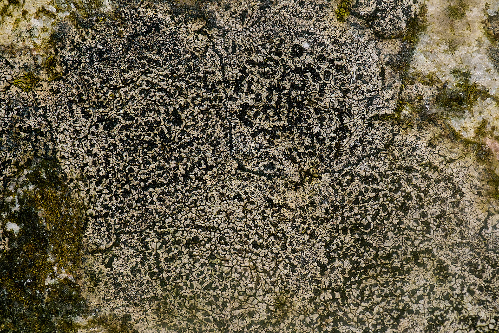 Buellia athelea