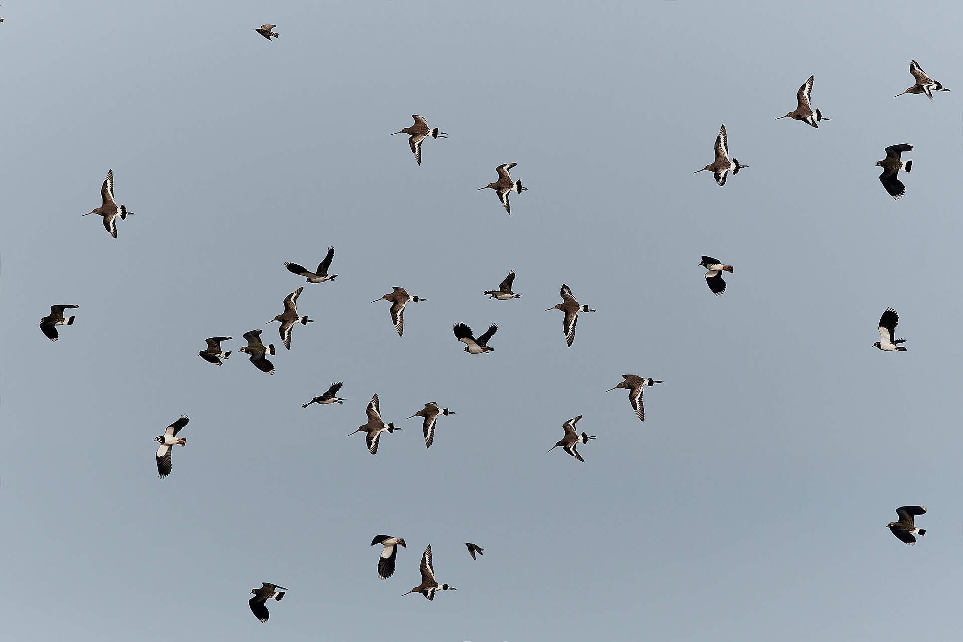 Black-tailed Godwit (Limosa limosa)