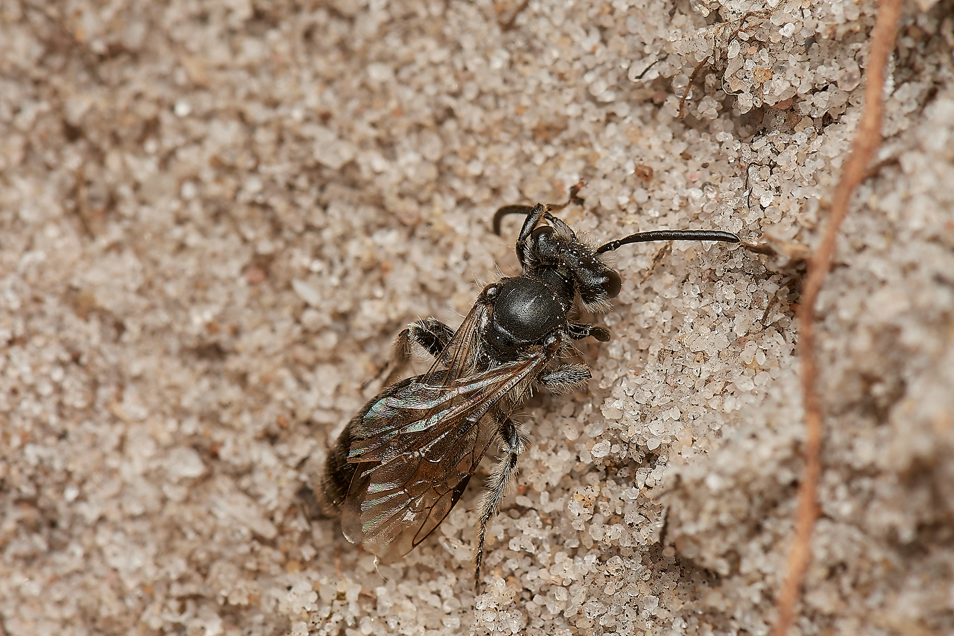 Small Sandpit Ming Bee (Andrena argentata) Roydon Common