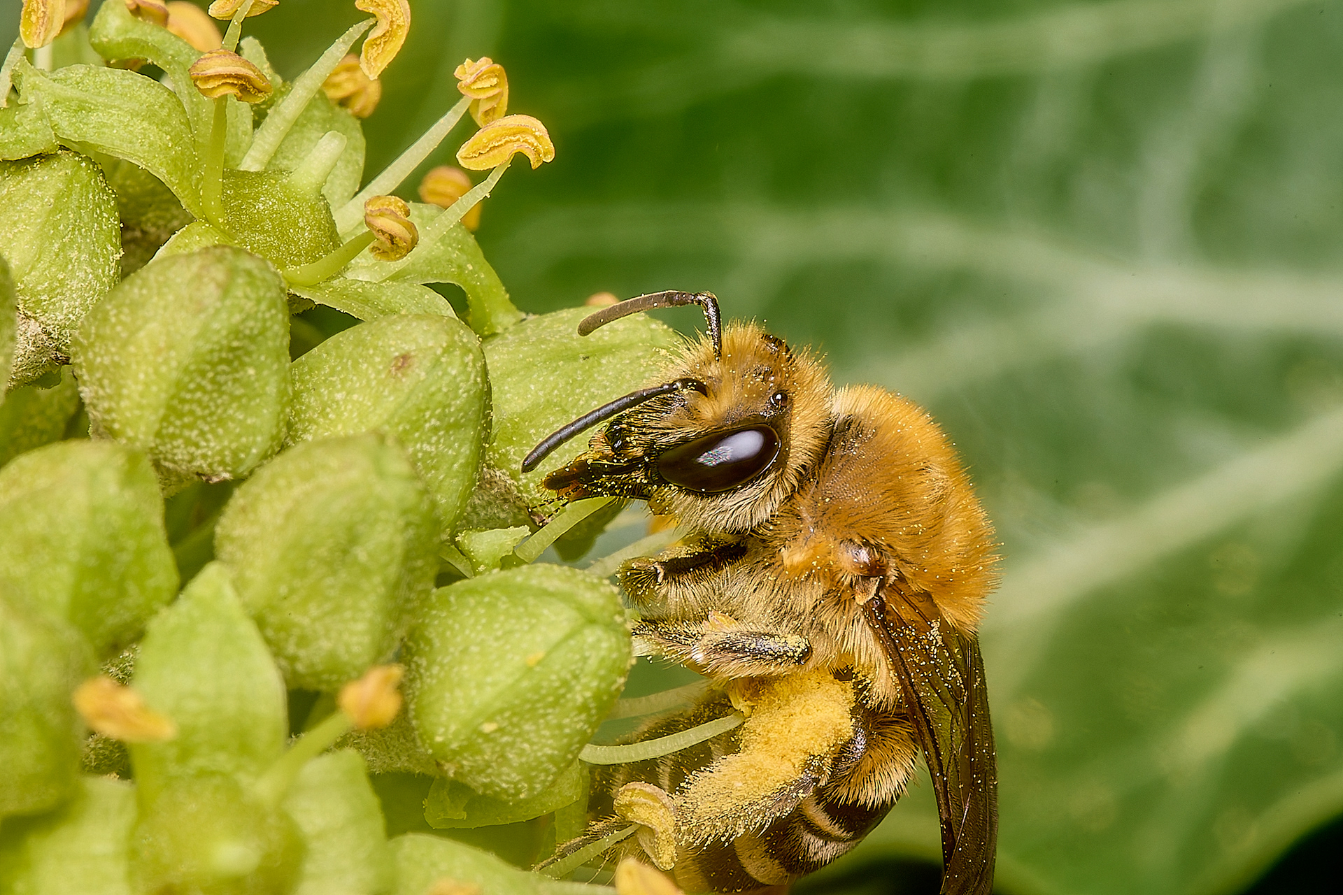 Ivy Bee (Colletes hederae)