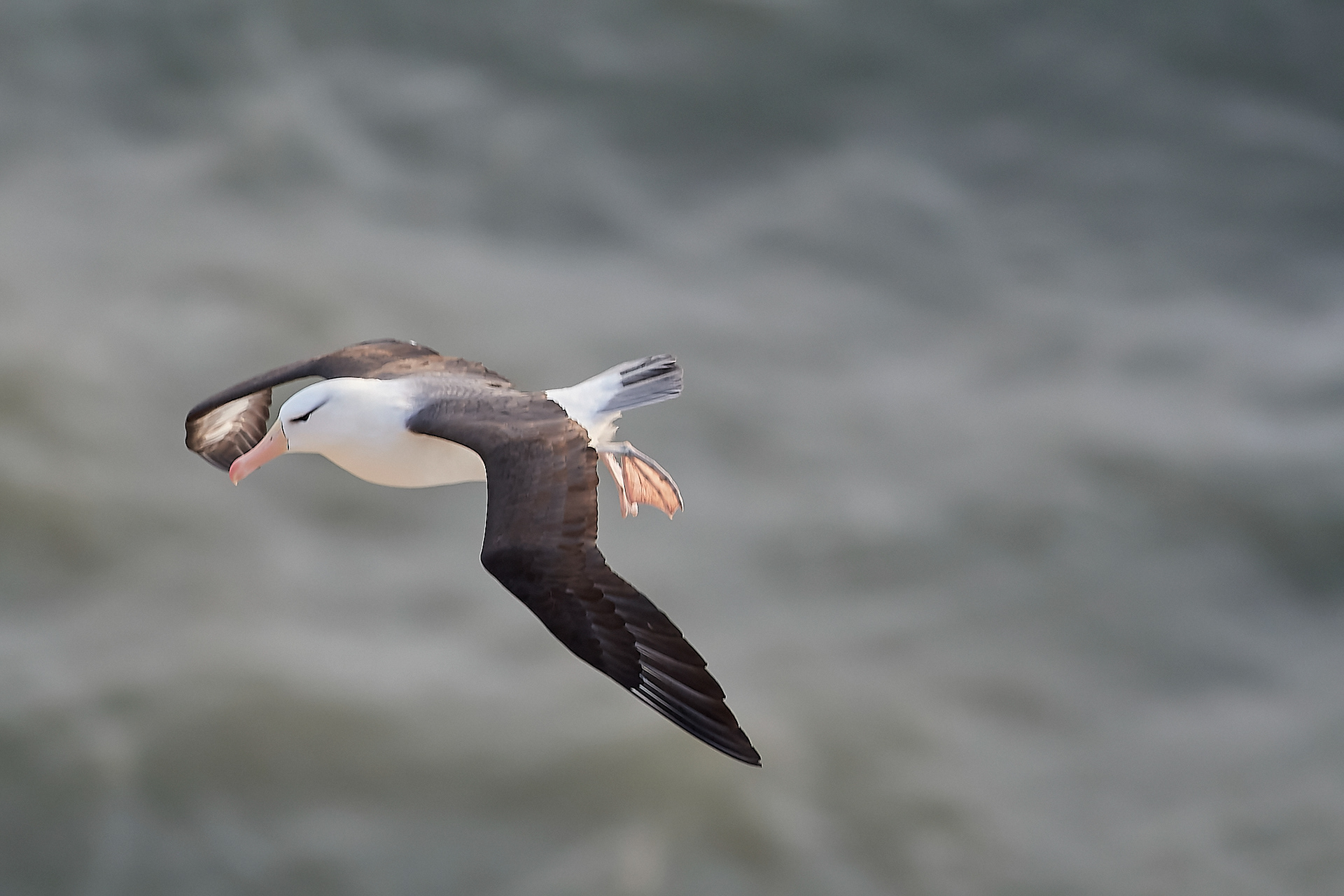 Black-browed Albatross (Thalassarche melanophris)