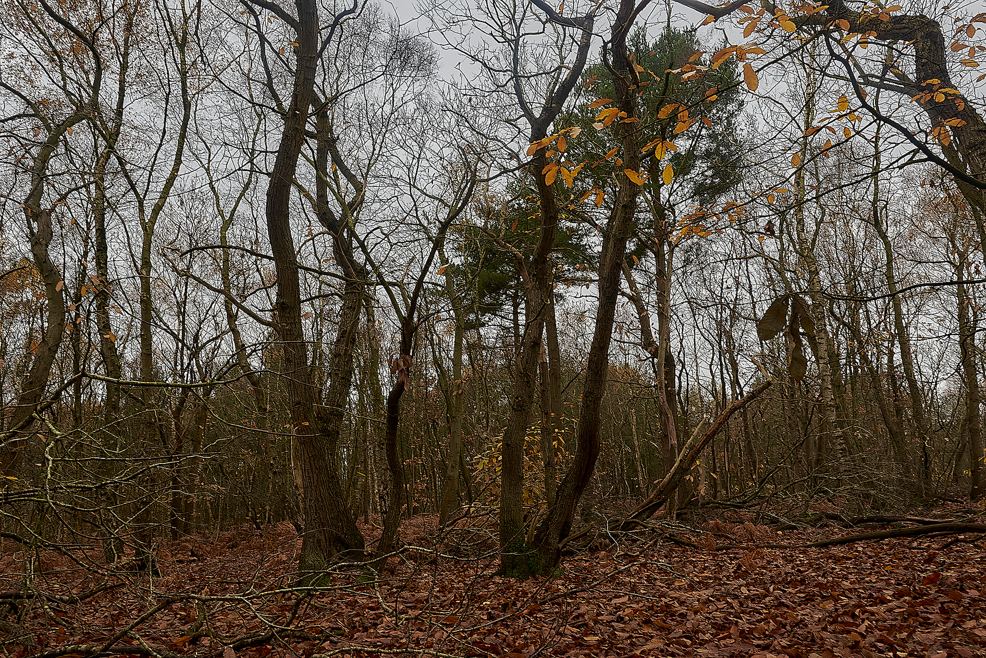 Broadland Country Park - Sweet Chestnut 11/19
