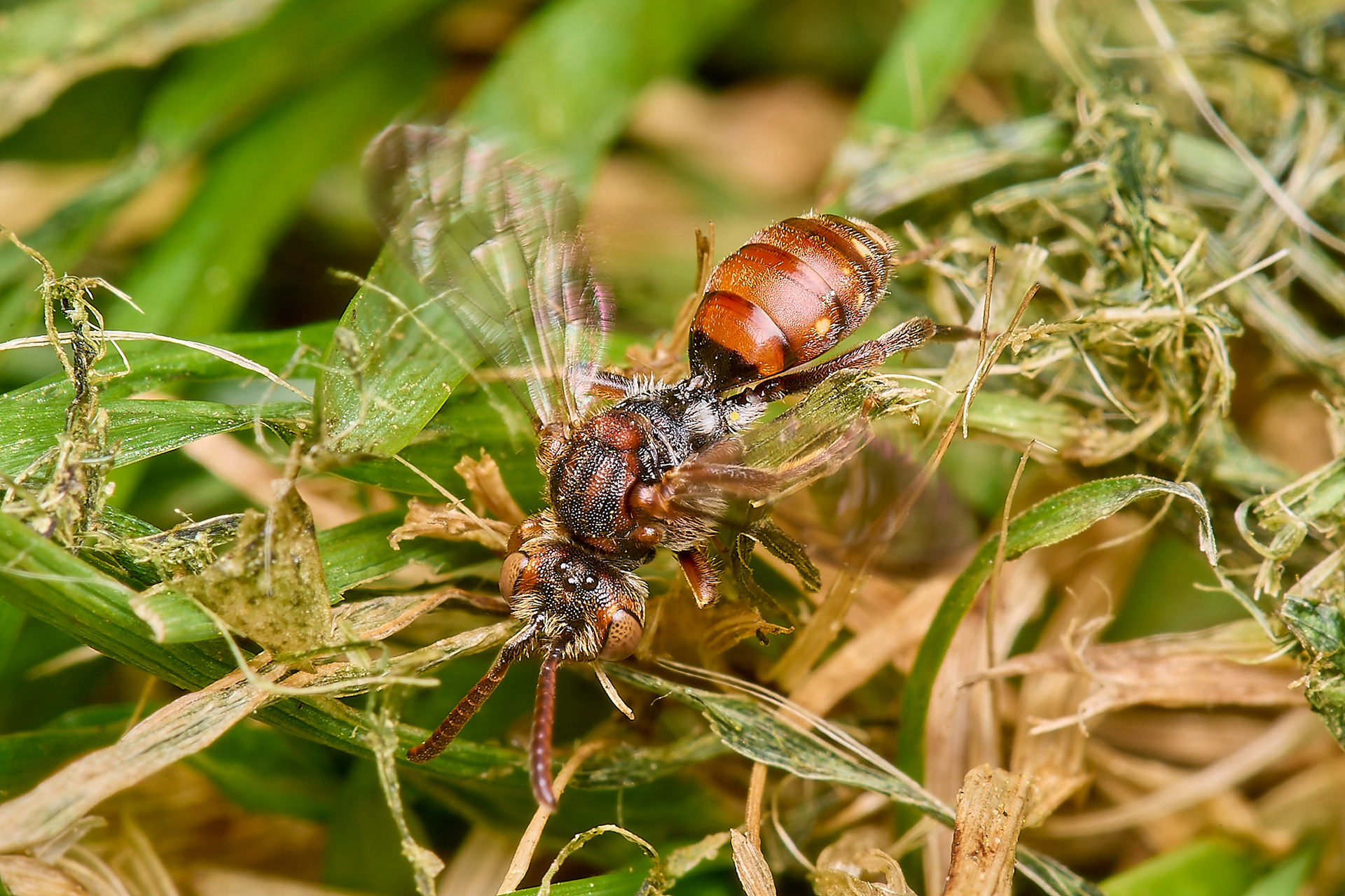 Short-spined Nomad Bee (Nomada guttulata) ♀︎