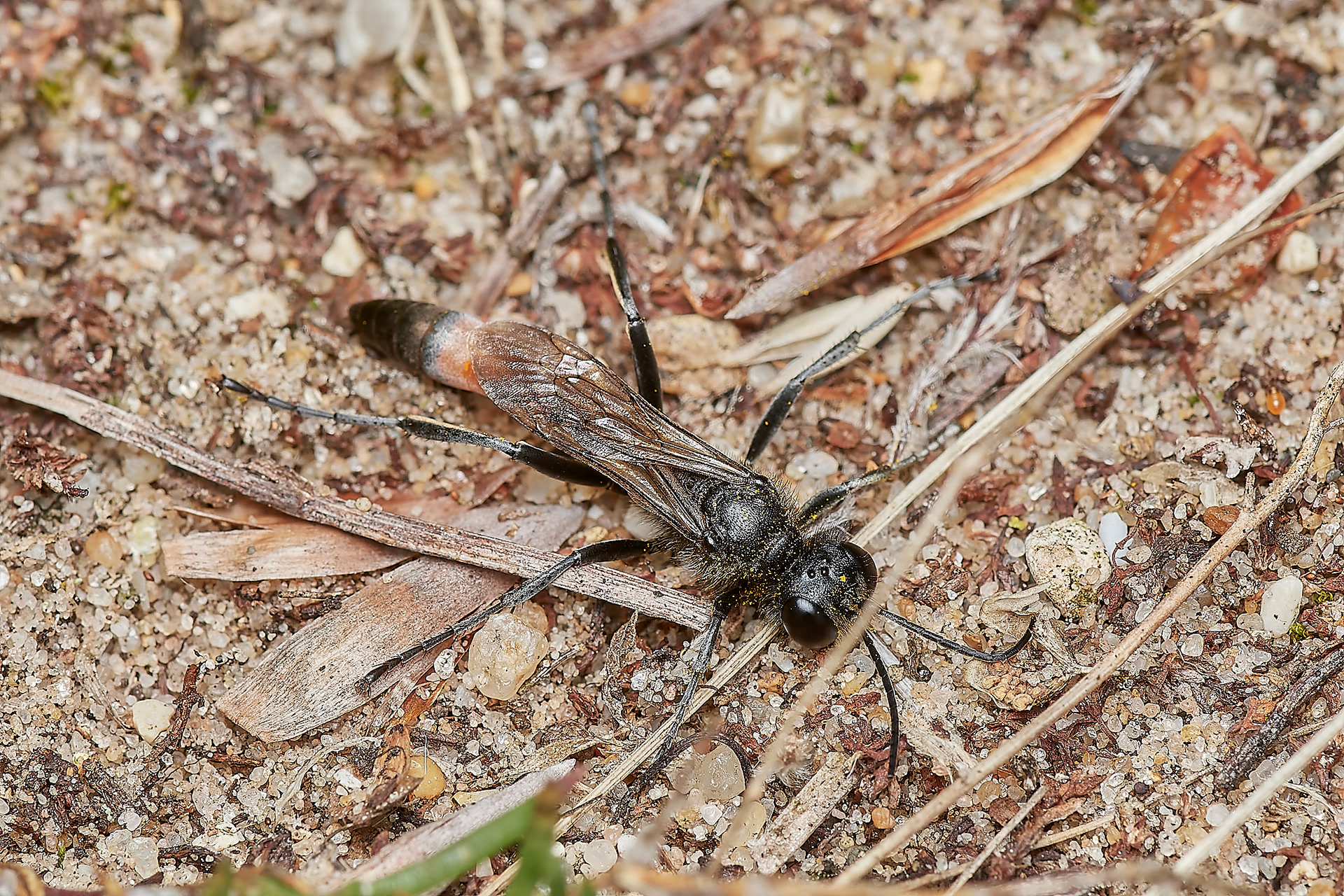 Hairy Sand Wasp ♂︎ (Podalonia hirsuta) Santon Downham