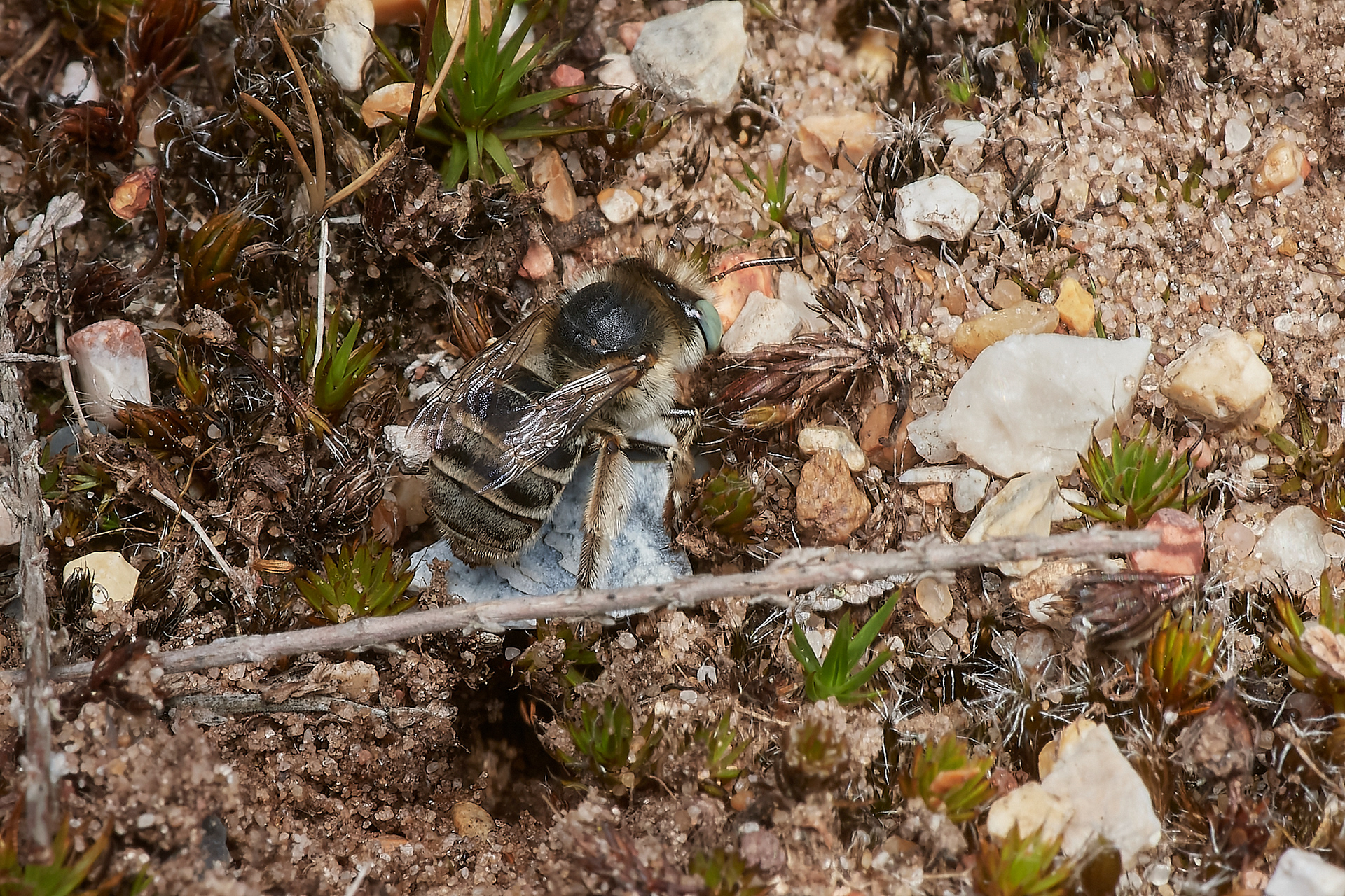 Green-eyed Flower Bee ♀︎ (Anthophora bimaculata) Santon Downham