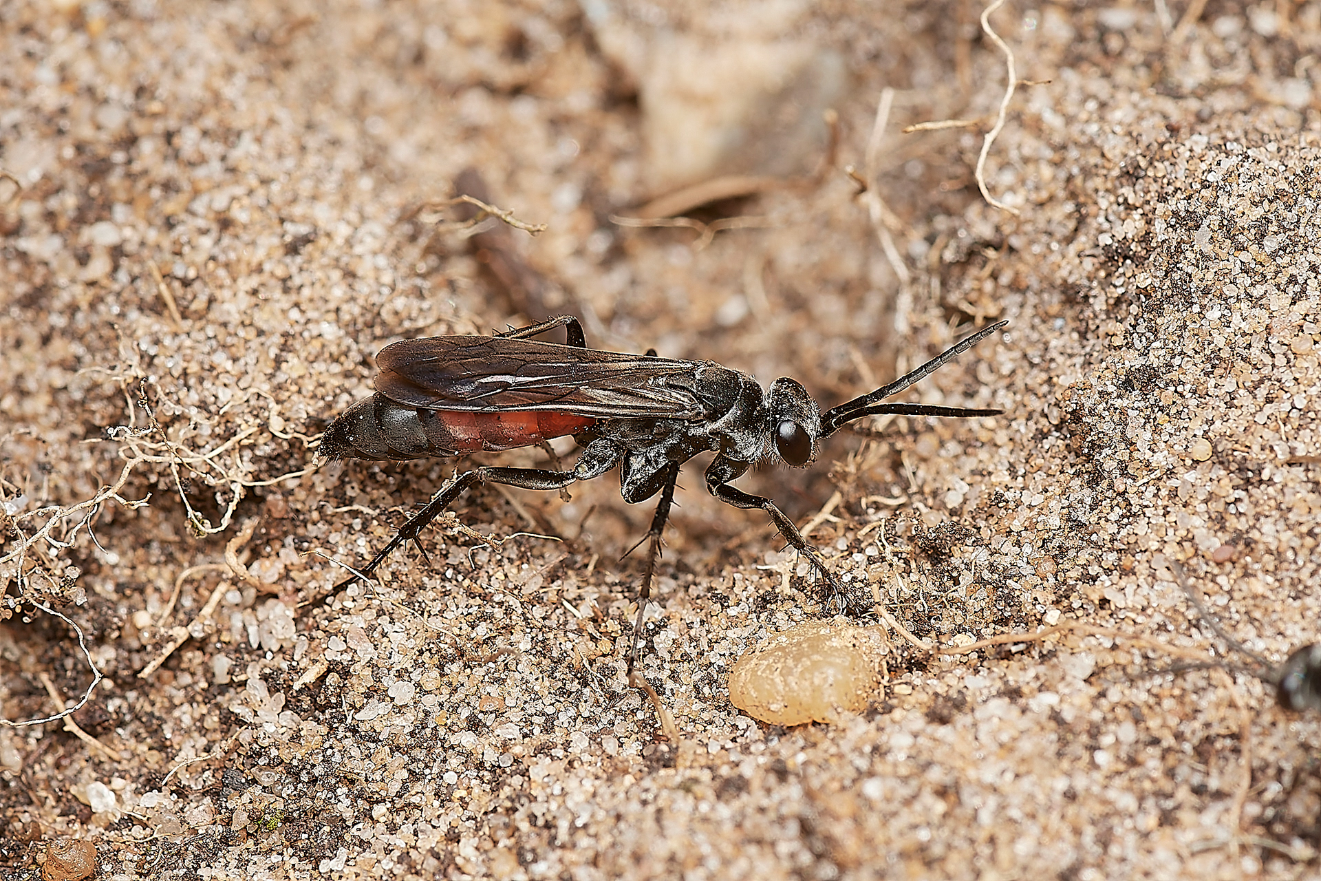 Evagetes pectinipes Little Eye, Salthouse