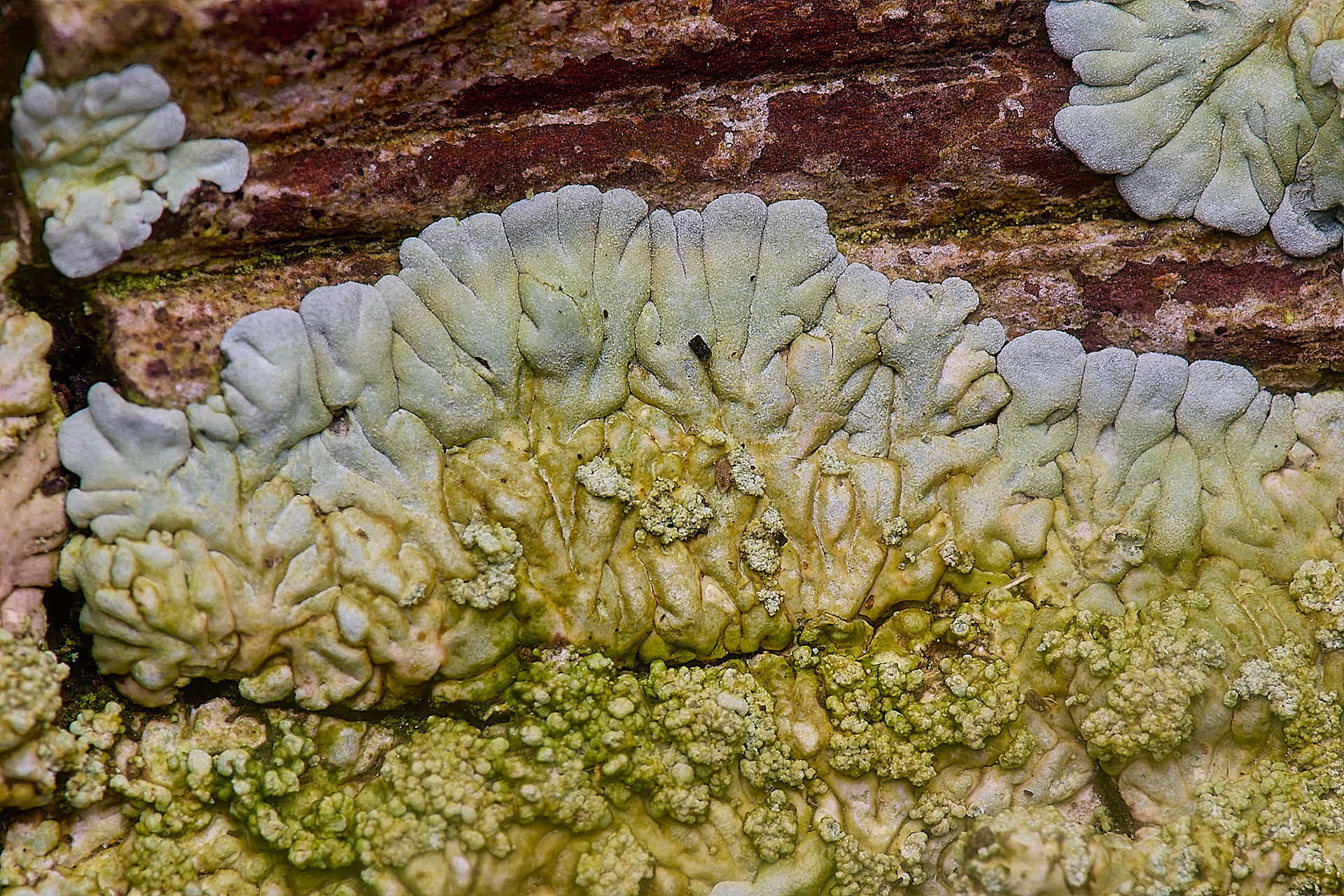 Diploicia canescens