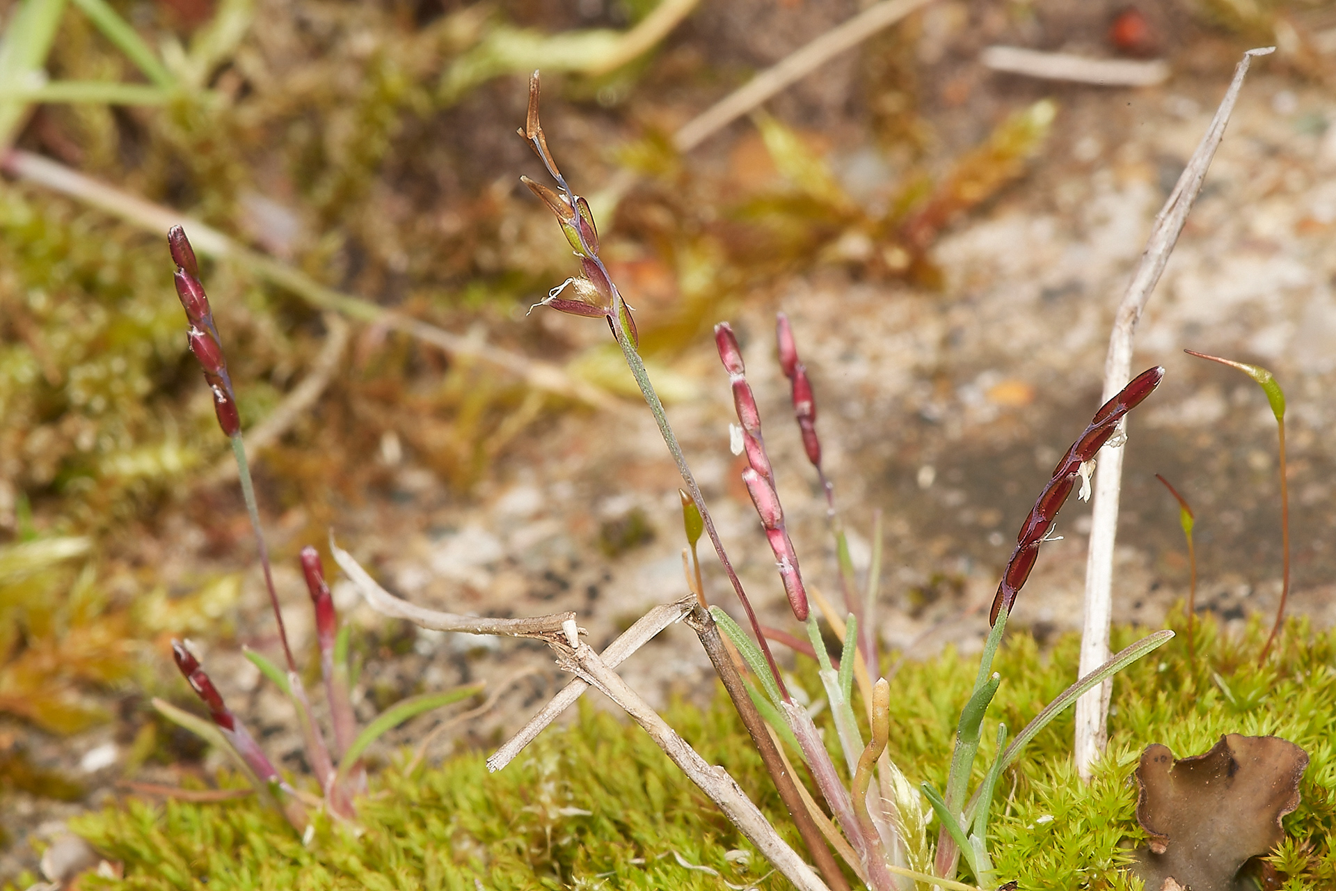 Early Sand Grass (Mibora minima)