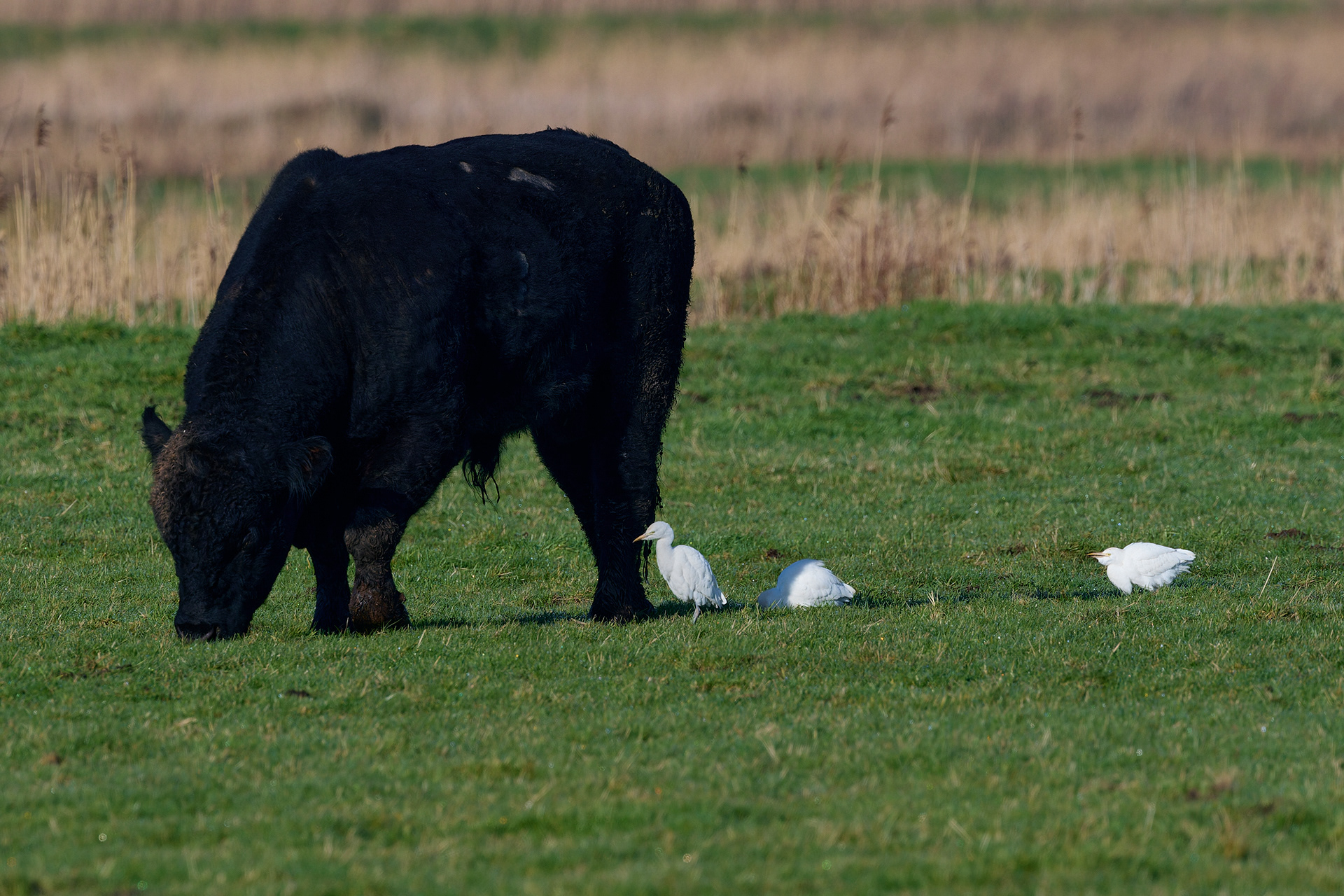 Cattle Egret
