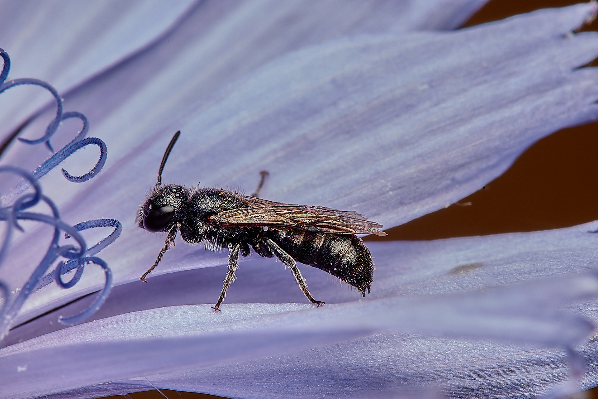 Small Scissor Bee ♂︎(Chelostoma campanularum) Hanworth
