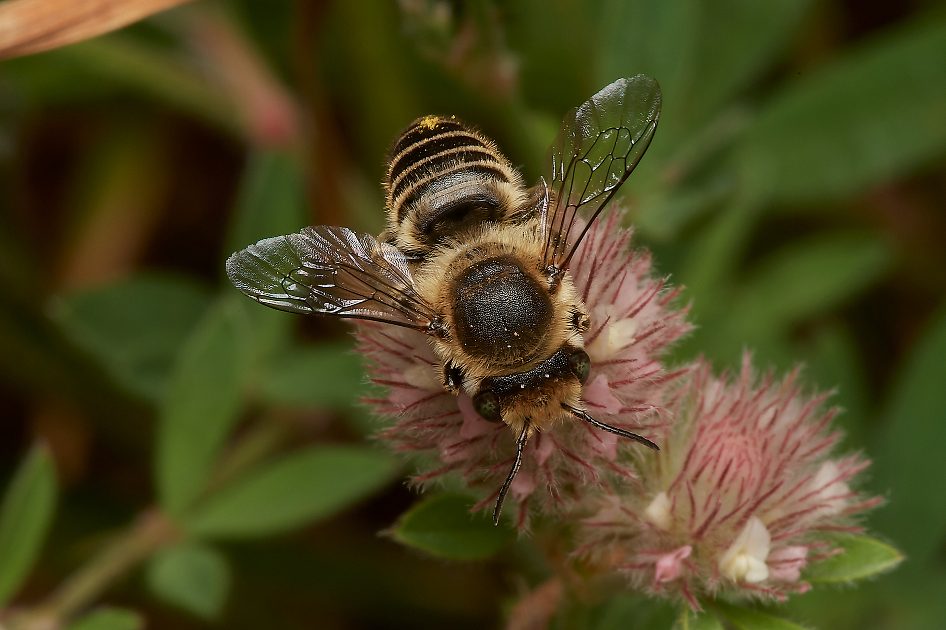 Silvery Leafcutter Bee ♀︎(Megachile leachella) Spalla Gap