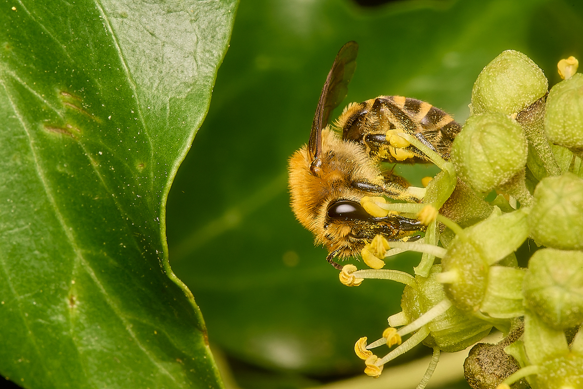Ivy Bee (Colletes hederae)