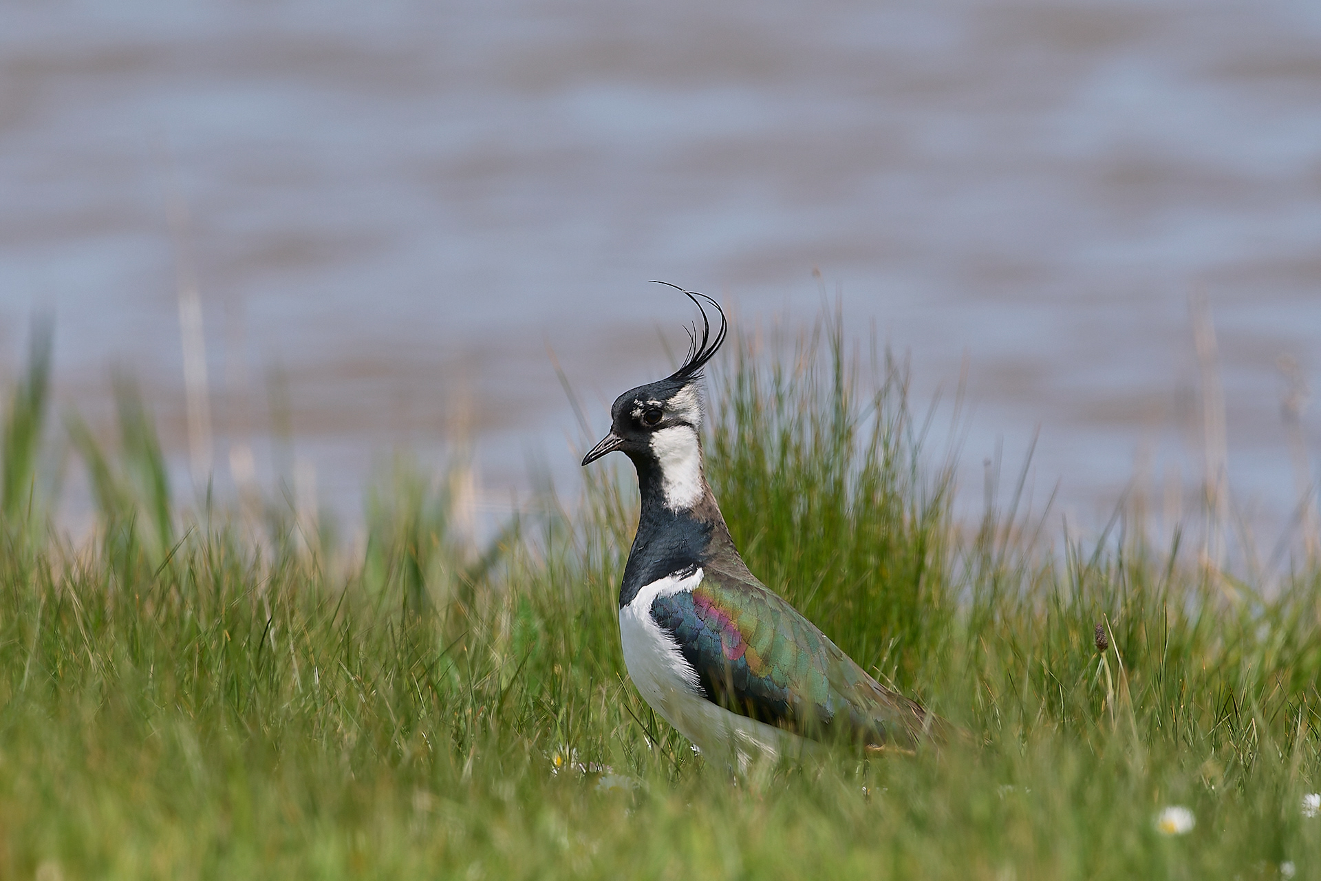 Lapwing (Vanellus vanellus)