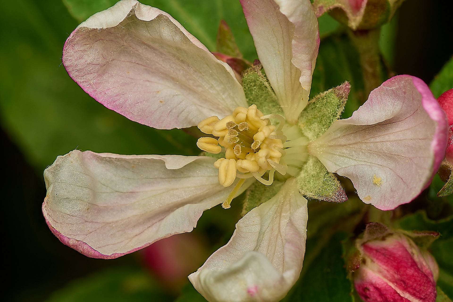 Apple (Malus)