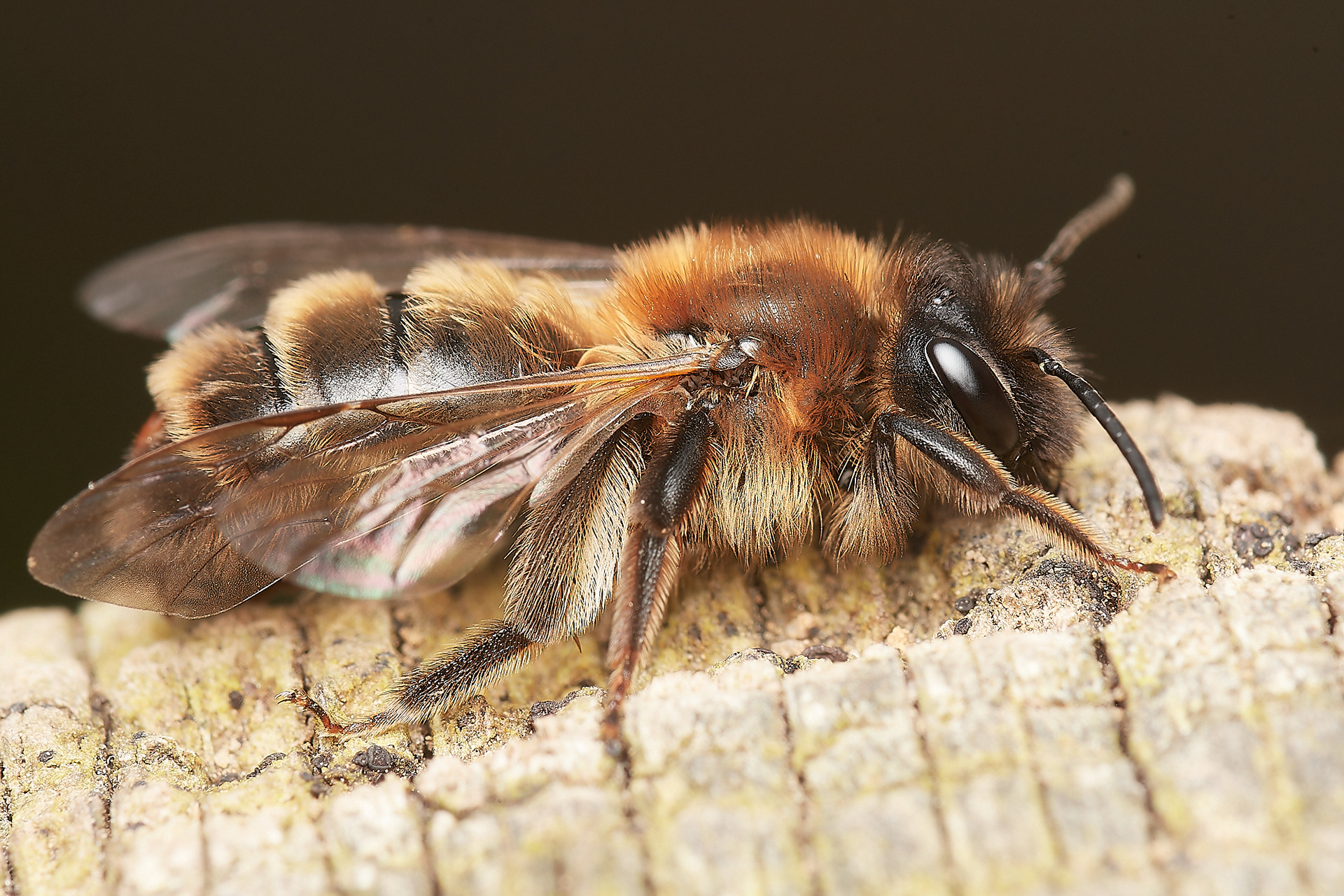 Broad-margined Mining Bee ? (Andrena synadelpha) Hanworth 03/23